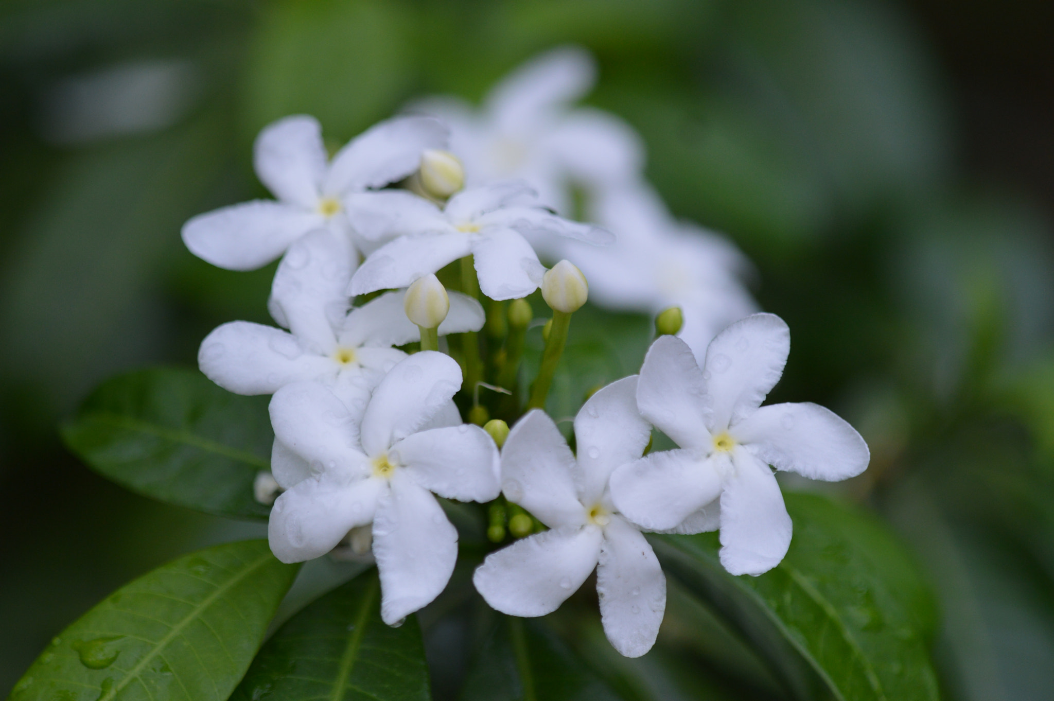 Tamron SP AF 180mm F3.5 Di LD (IF) Macro sample photo. Ufpe 70 anos photography