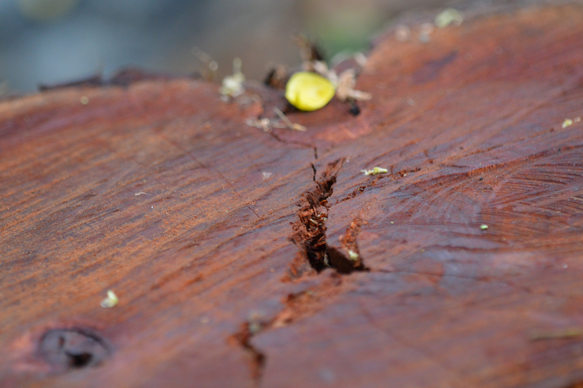 Tamron SP AF 180mm F3.5 Di LD (IF) Macro sample photo. Ufpe 70 anos photography