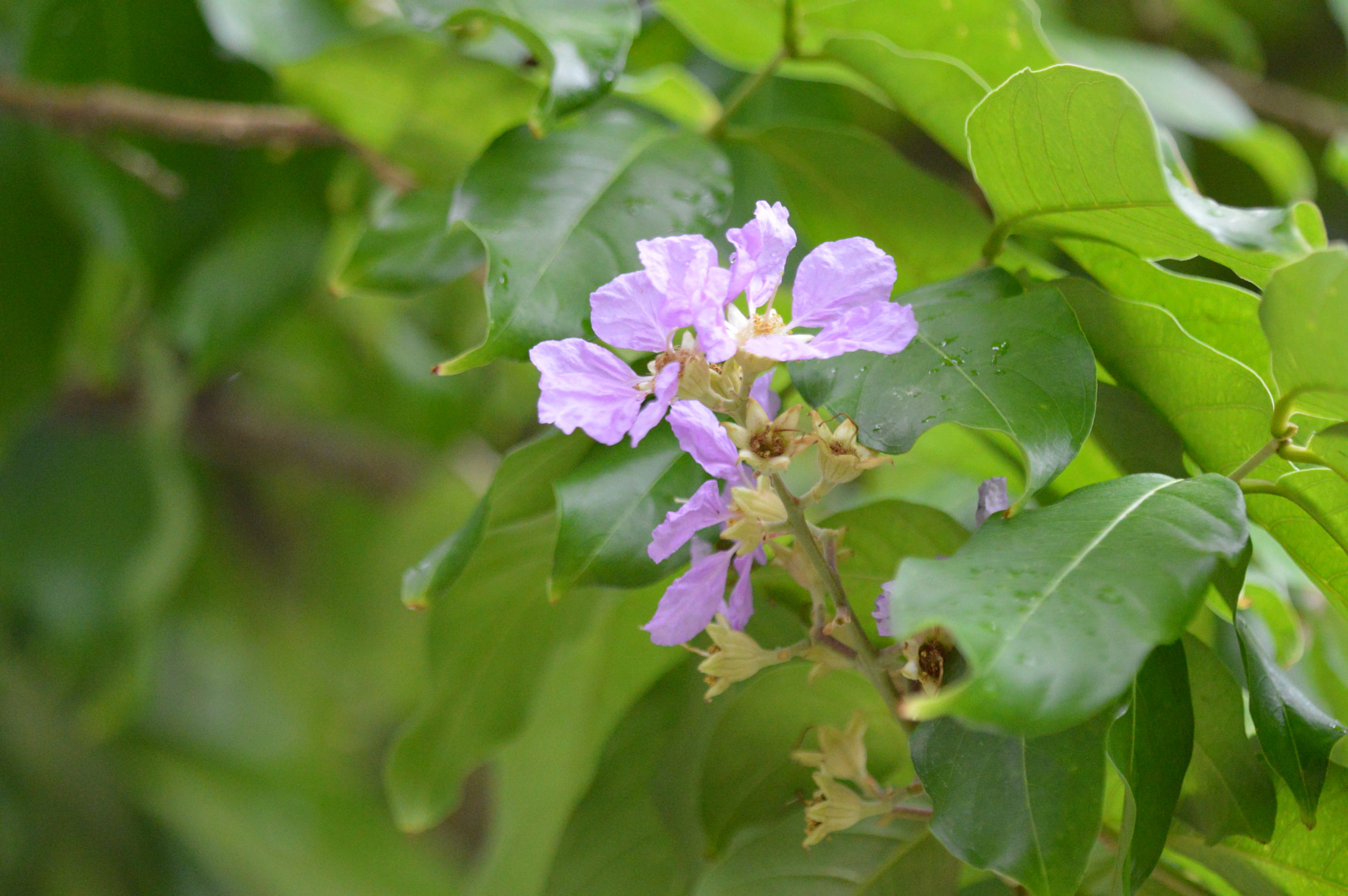 Tamron SP AF 180mm F3.5 Di LD (IF) Macro sample photo. Ufpe 70 anos photography