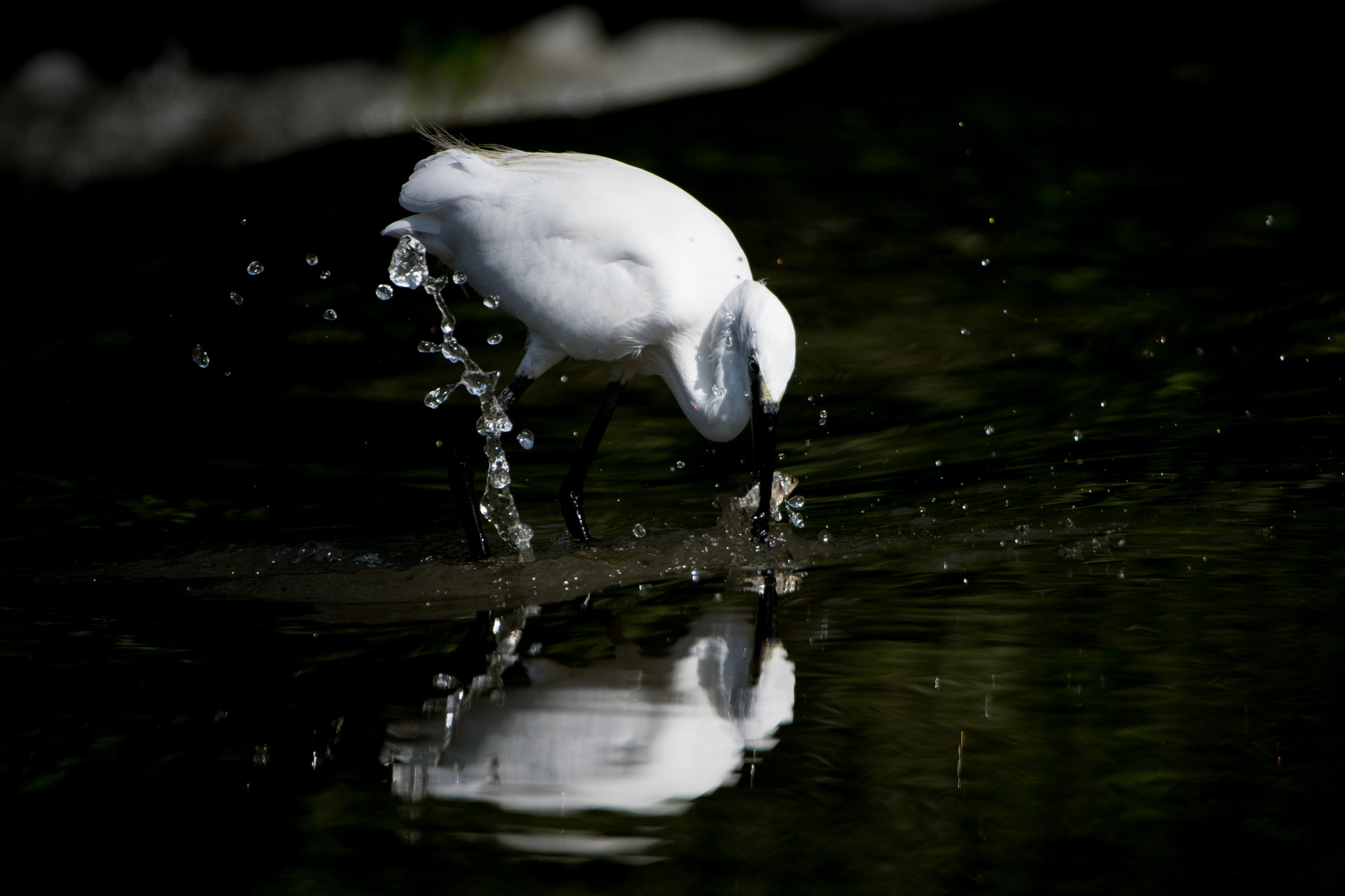 Nikon AF-S Nikkor 200-400mm F4G ED-IF VR sample photo. Little egret fishing 3, lunch photography