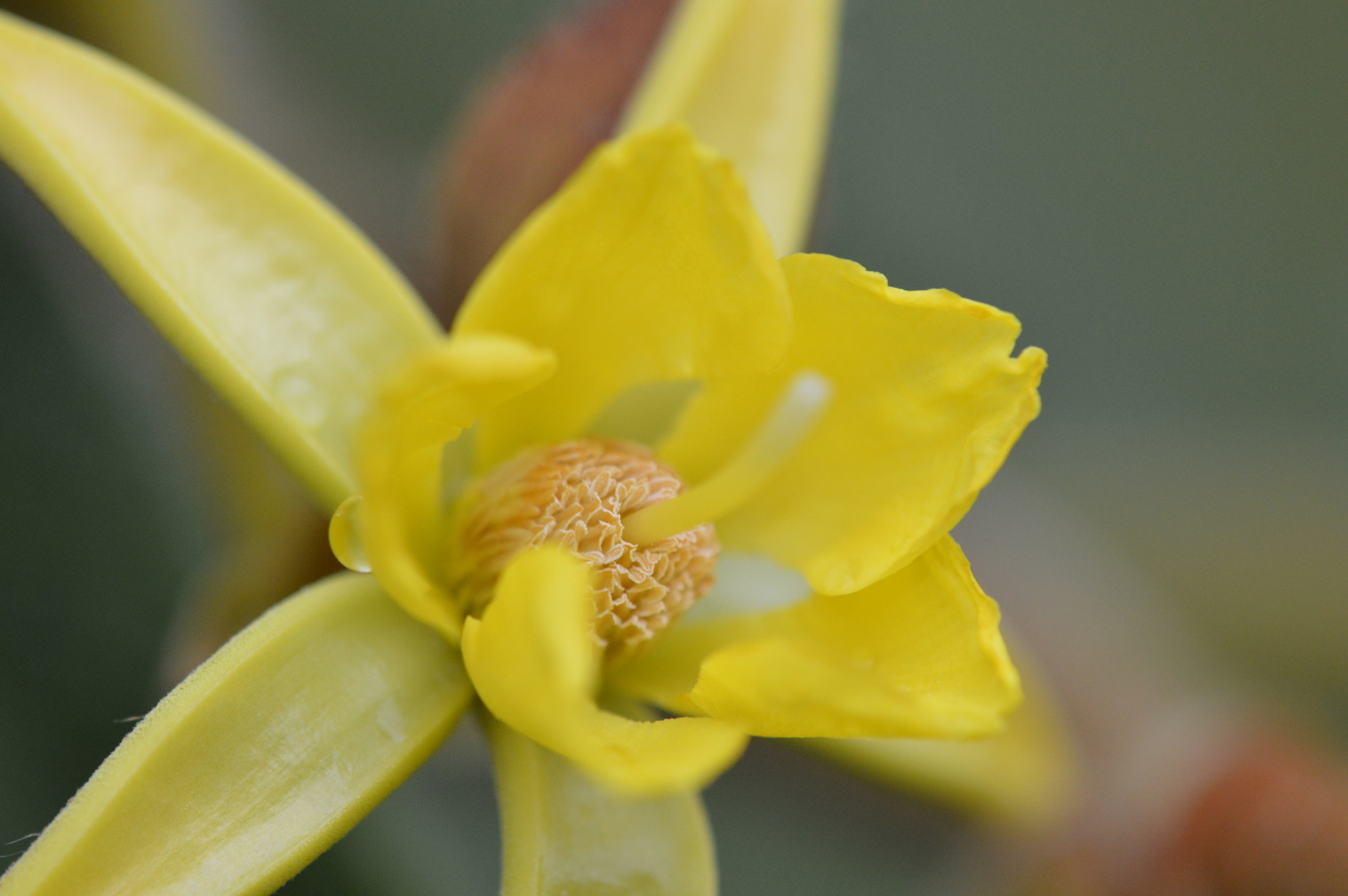 Tamron SP AF 180mm F3.5 Di LD (IF) Macro sample photo. Ufpe 70 anos photography