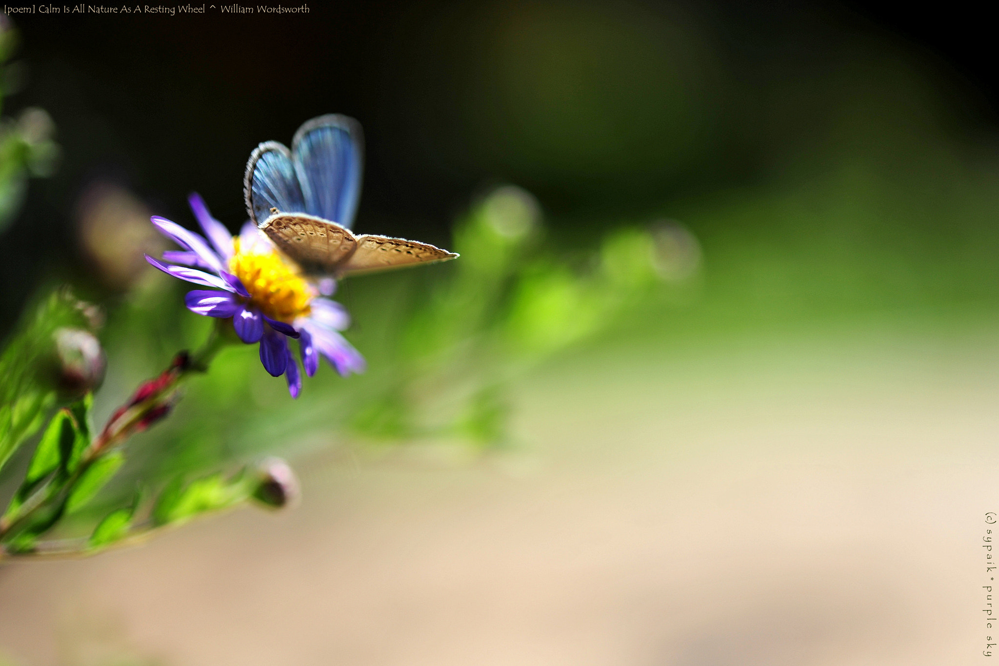 Nikon AF-S Micro-Nikkor 60mm F2.8G ED sample photo. Calm is all nature as a resting wheel photography