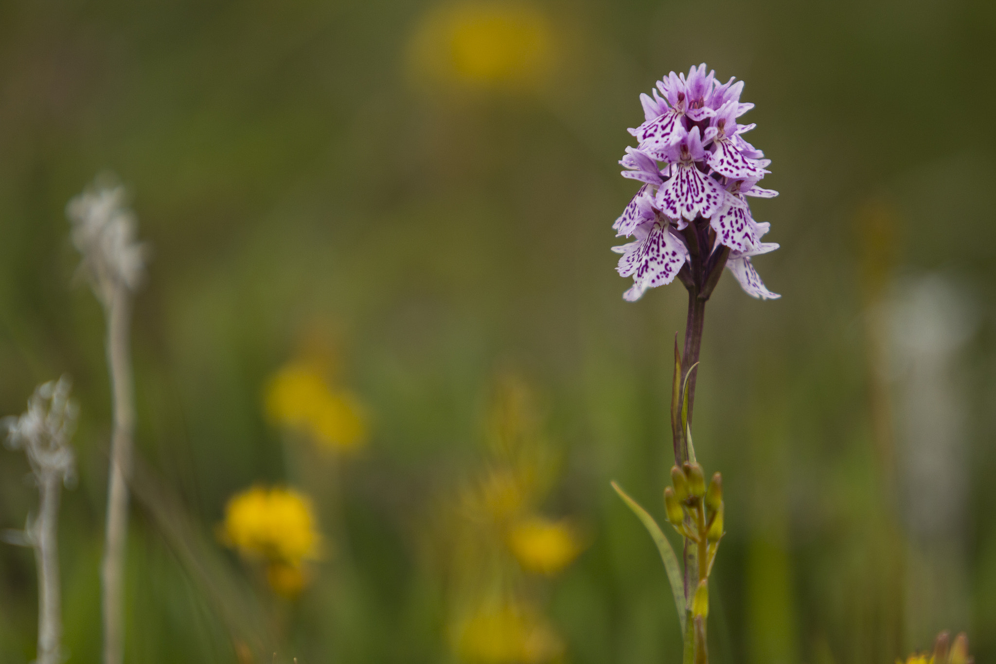 Canon EF 70-200mm F2.8L USM sample photo. Norway photography