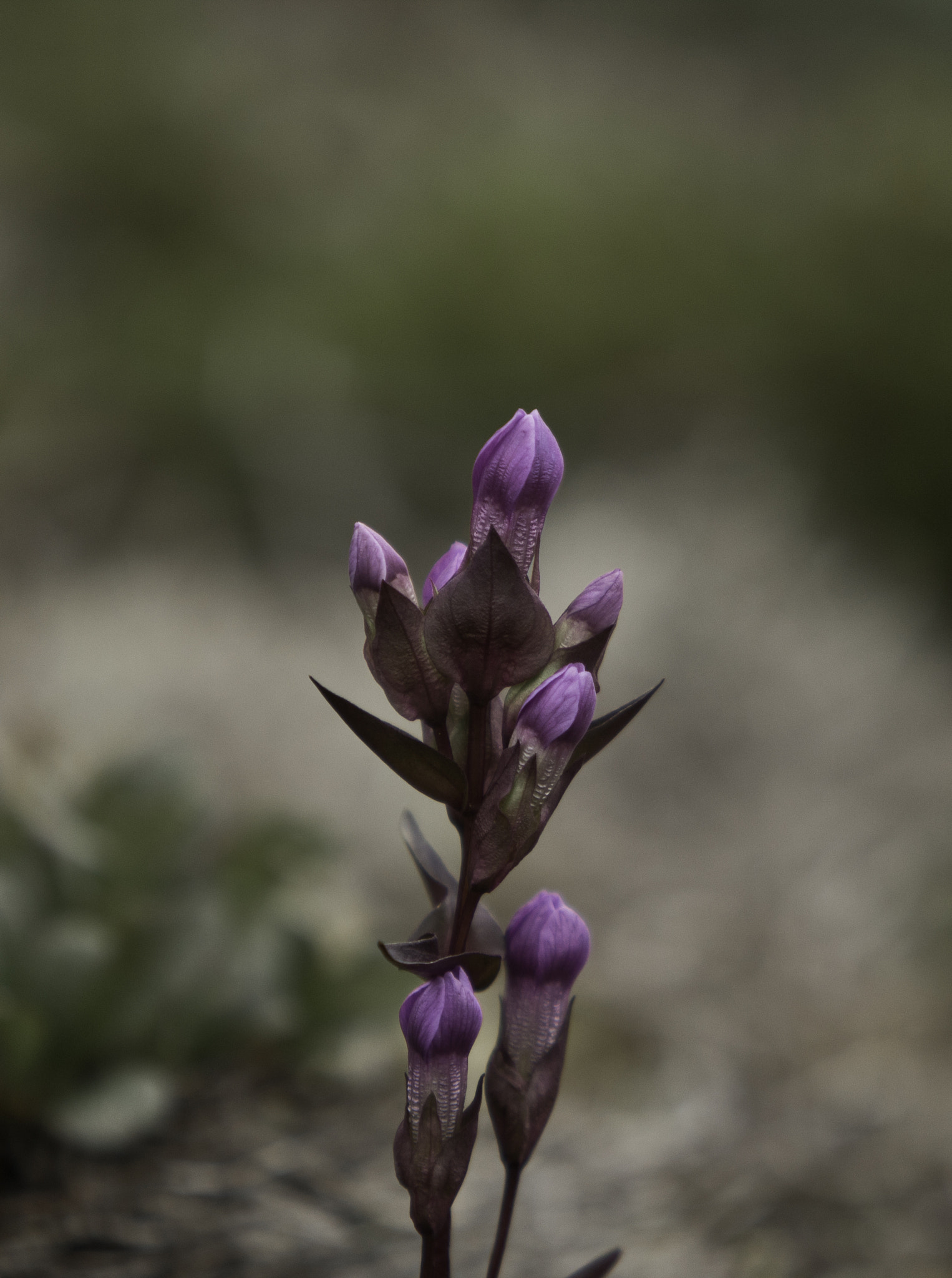 Canon EF 70-200mm F2.8L USM sample photo. Norway photography