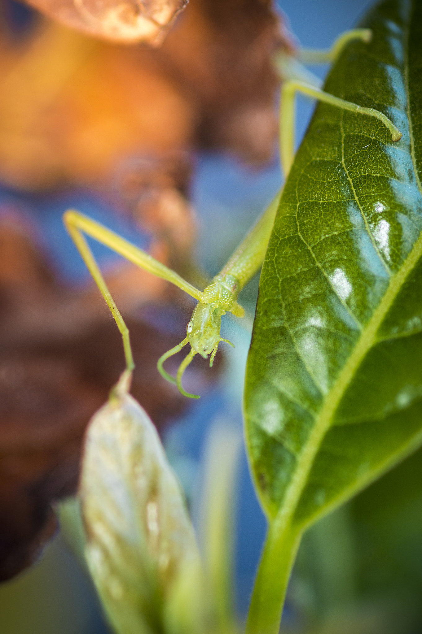 Nikon AF-S Micro-Nikkor 105mm F2.8G IF-ED VR sample photo. Sticking around photography
