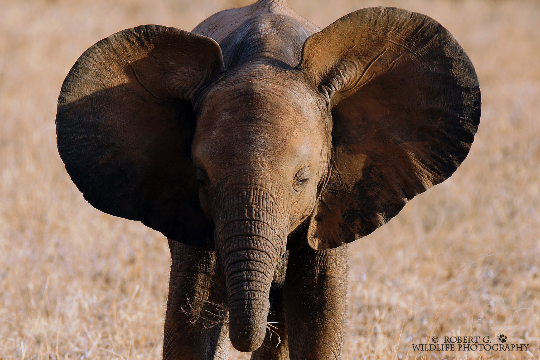 Sony SLT-A77 + Tamron SP 150-600mm F5-6.3 Di VC USD sample photo. Dumbo  samburu 2016 photography