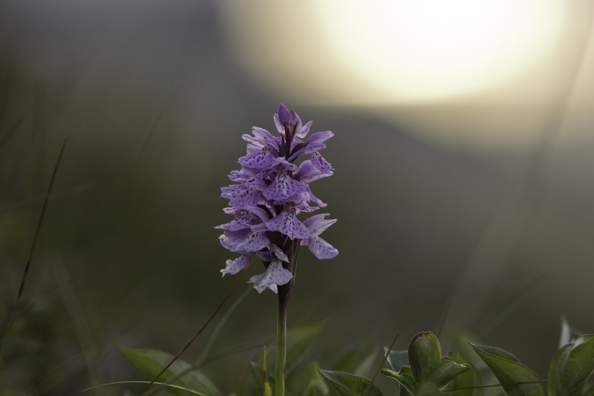 Canon EF 70-200mm F2.8L USM sample photo. Mg photography