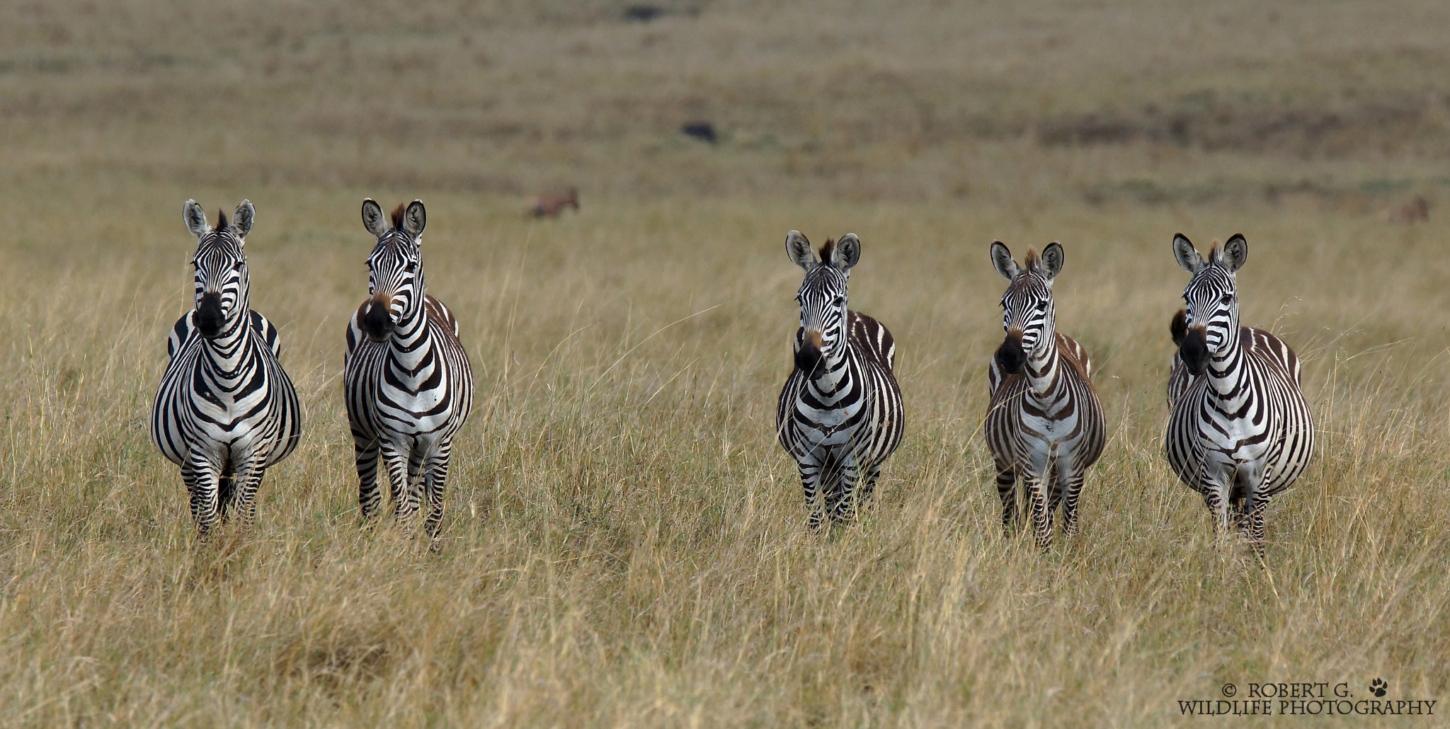 Sony SLT-A77 sample photo. Zebra in masai mara 2016 photography