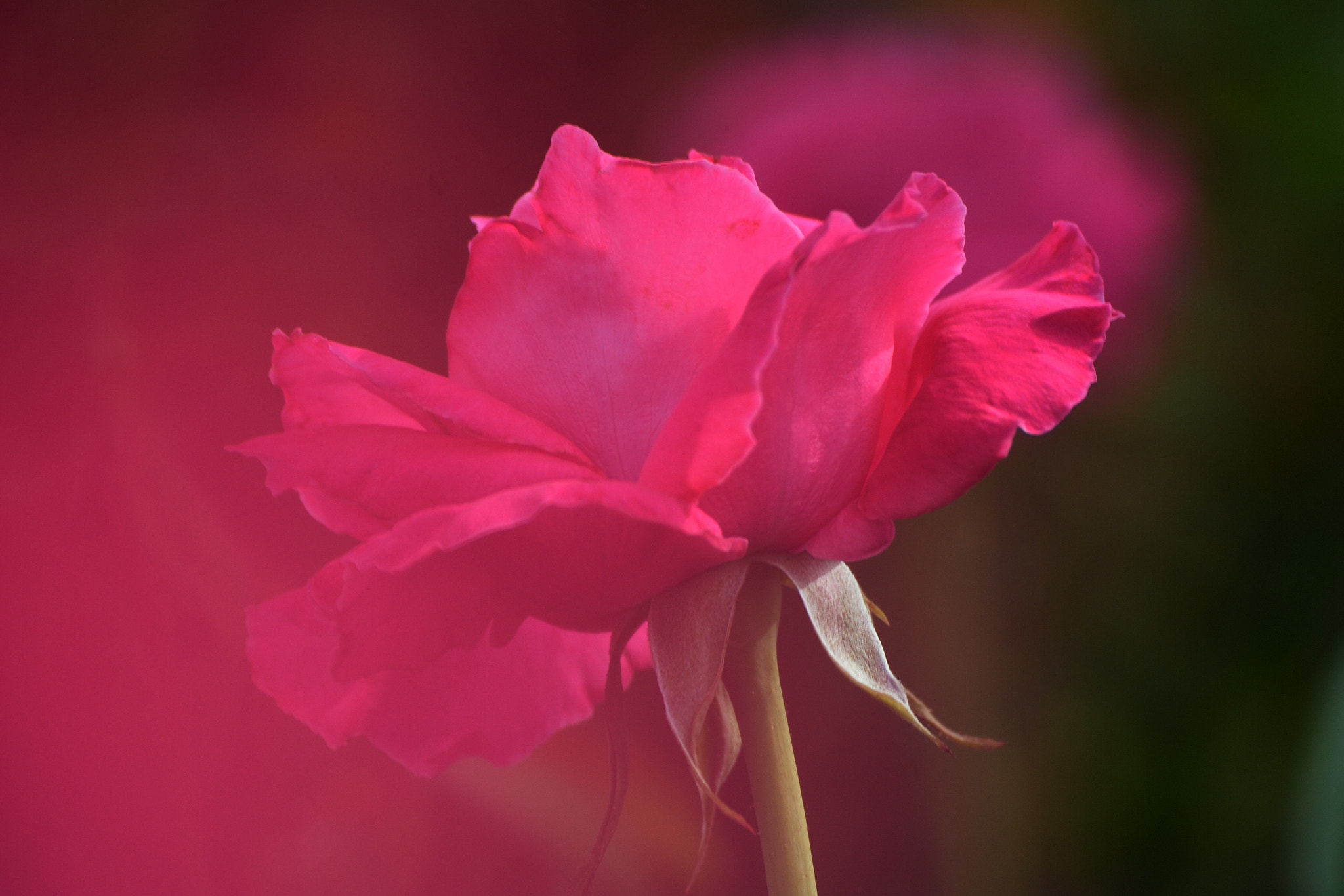 Nikon D200 sample photo. Red rose in the rose garden photography
