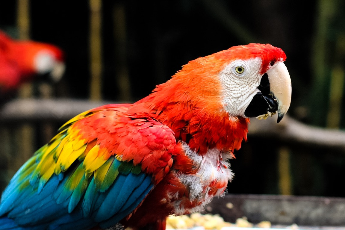 Canon EOS 750D (EOS Rebel T6i / EOS Kiss X8i) + Canon EF 50mm F1.4 USM sample photo. Old macaw photography