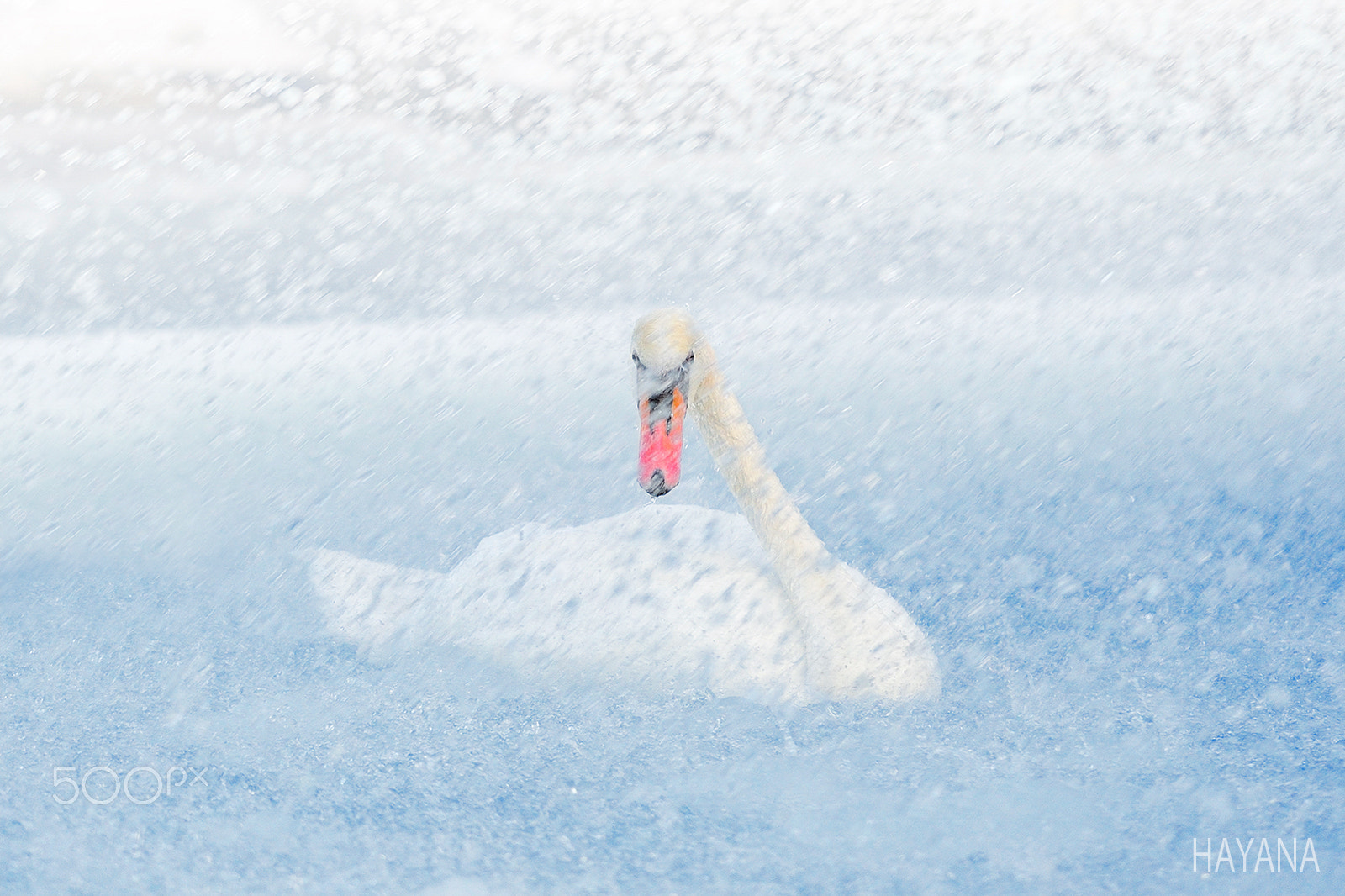 Nikon D3S sample photo. Swan lake photography