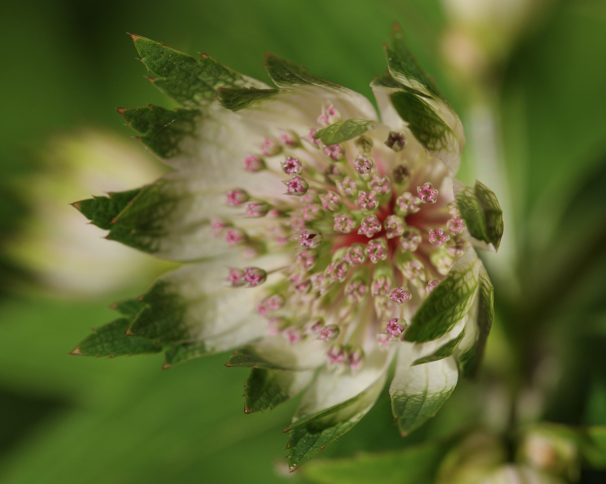 NX 60mm F2.8 Macro sample photo. Stickning out photography