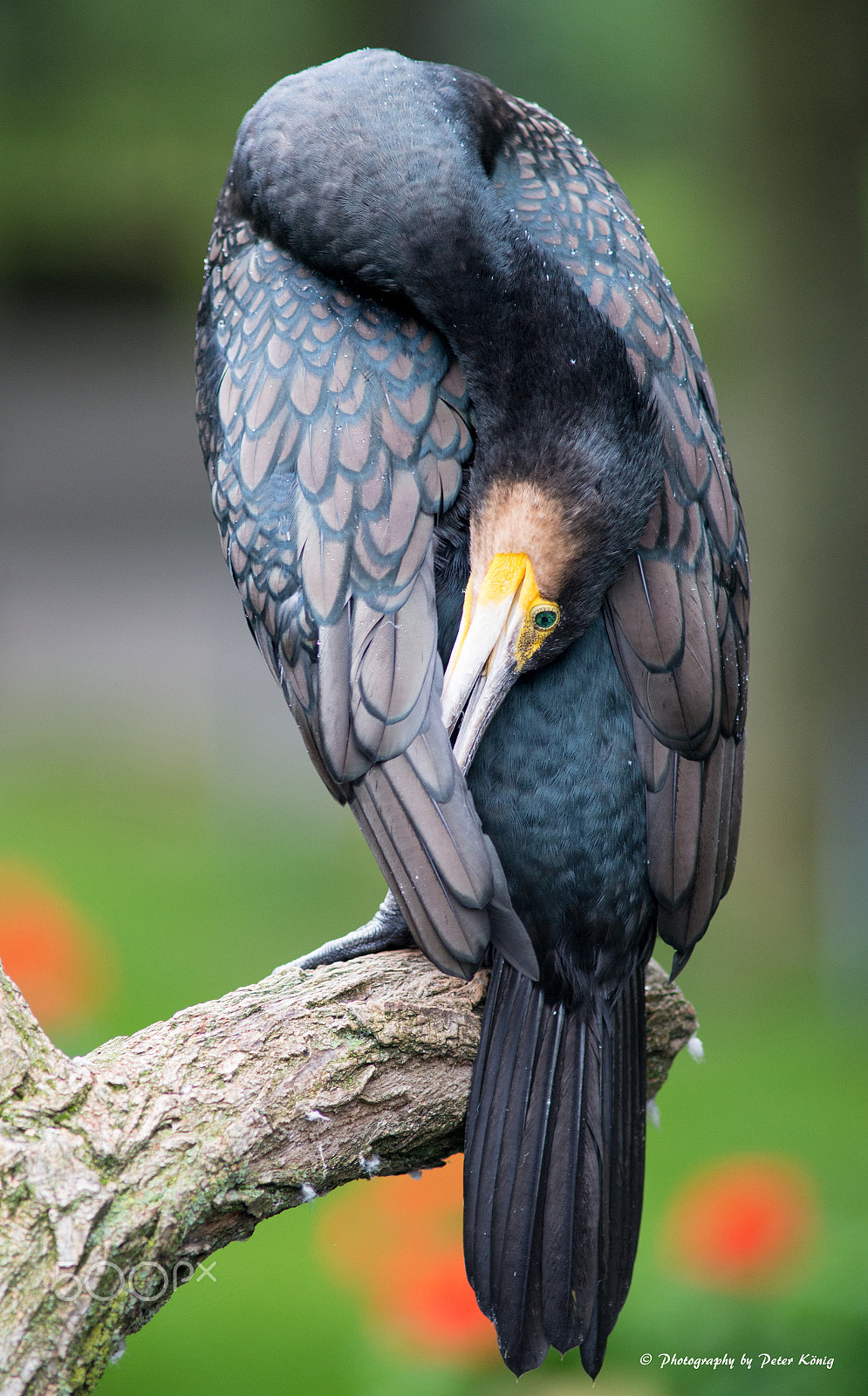 AF Nikkor 300mm f/4 IF-ED sample photo. Kormoran photography