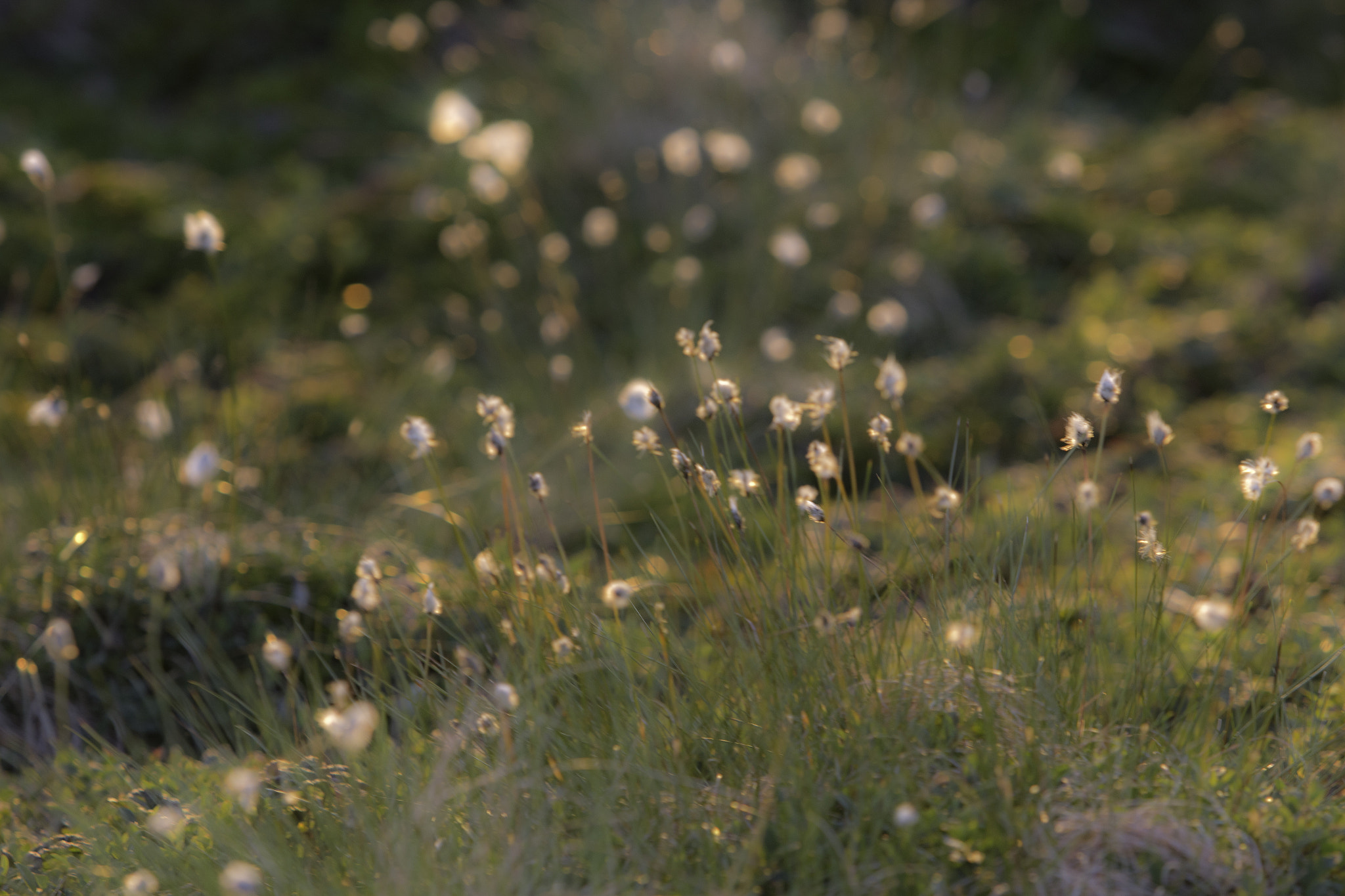 Canon EF 70-200mm F2.8L USM sample photo. Norway photography