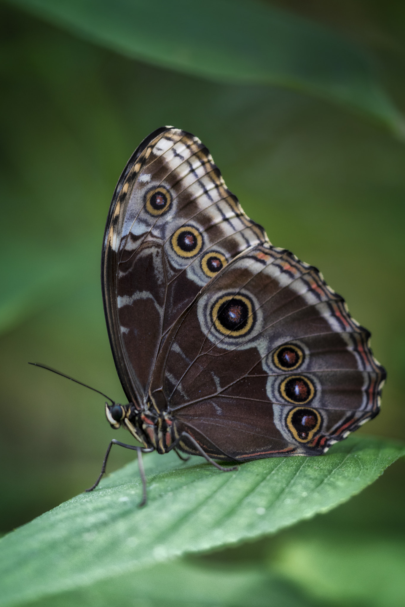 Sigma APO Macro 150mm f/2.8 EX DG HSM sample photo. Butterfly photography