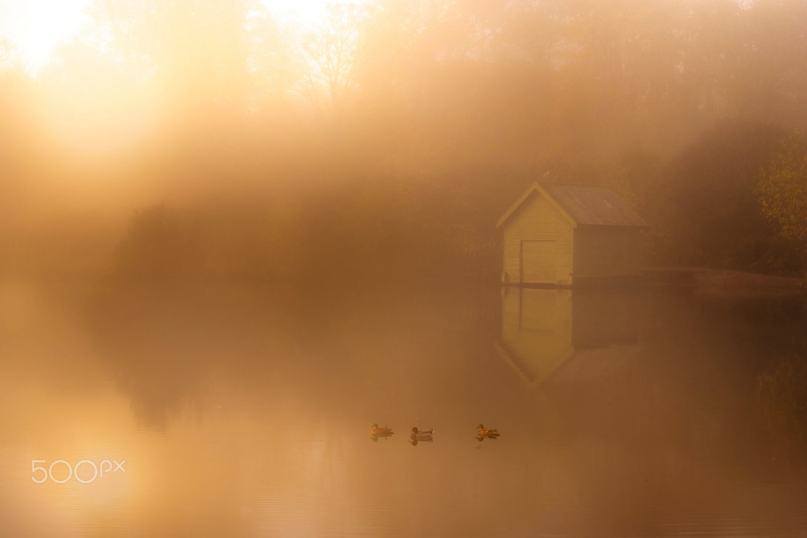 Sigma 24-70mm F2.8 EX DG HSM sample photo. Three little ducks photography
