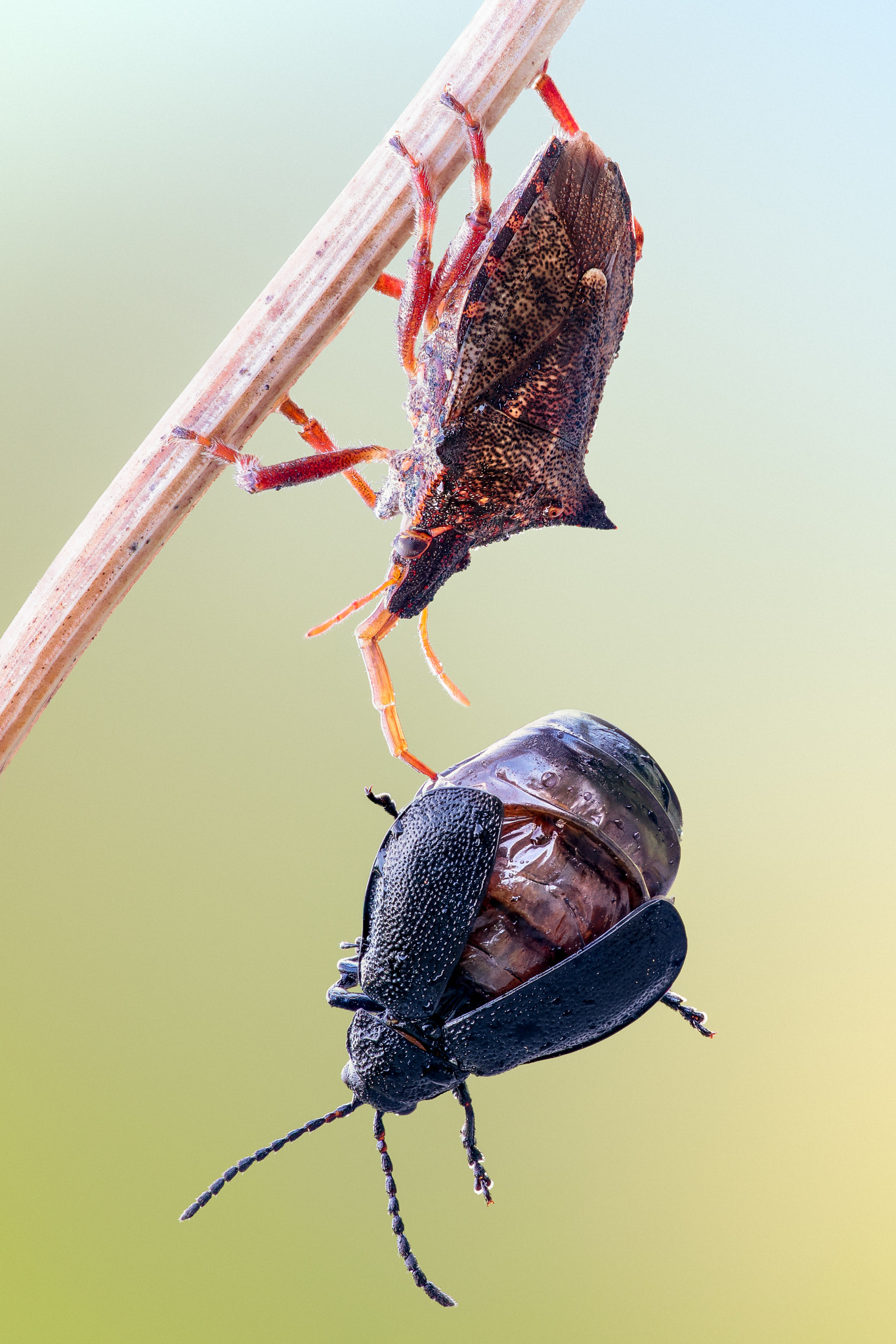 Canon EF 180mm F3.5L Macro USM sample photo. Spiked shieldbug and prey photography