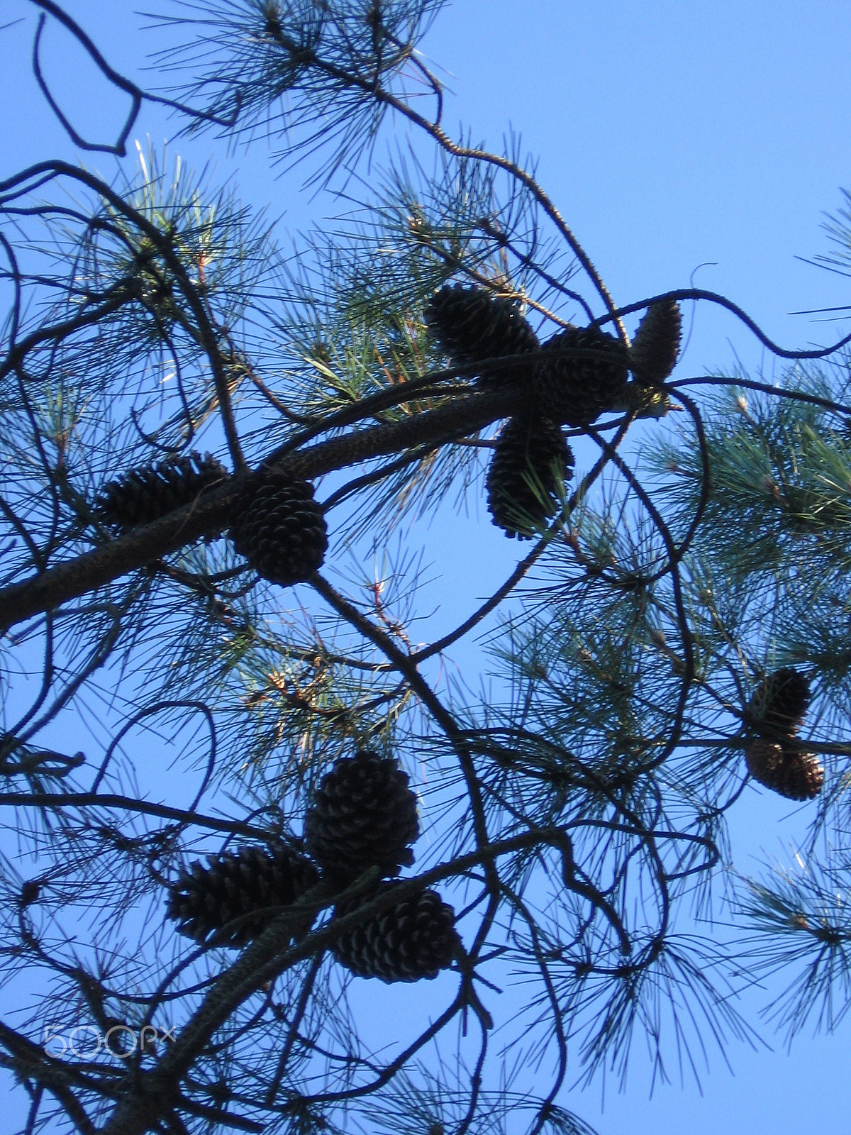 Canon POWERSHOT A520 sample photo. Pine trees in bordeaux photography