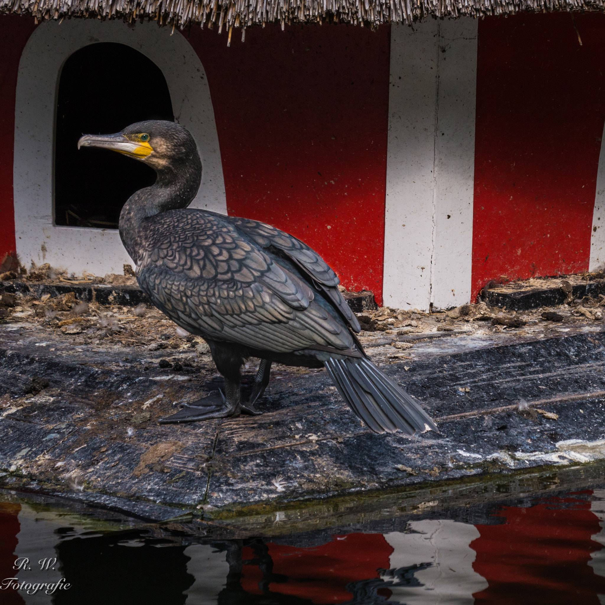 Panasonic Lumix DMC-GH3 + LEICA DG 100-400/F4.0-6.3 sample photo. Kormoran photography