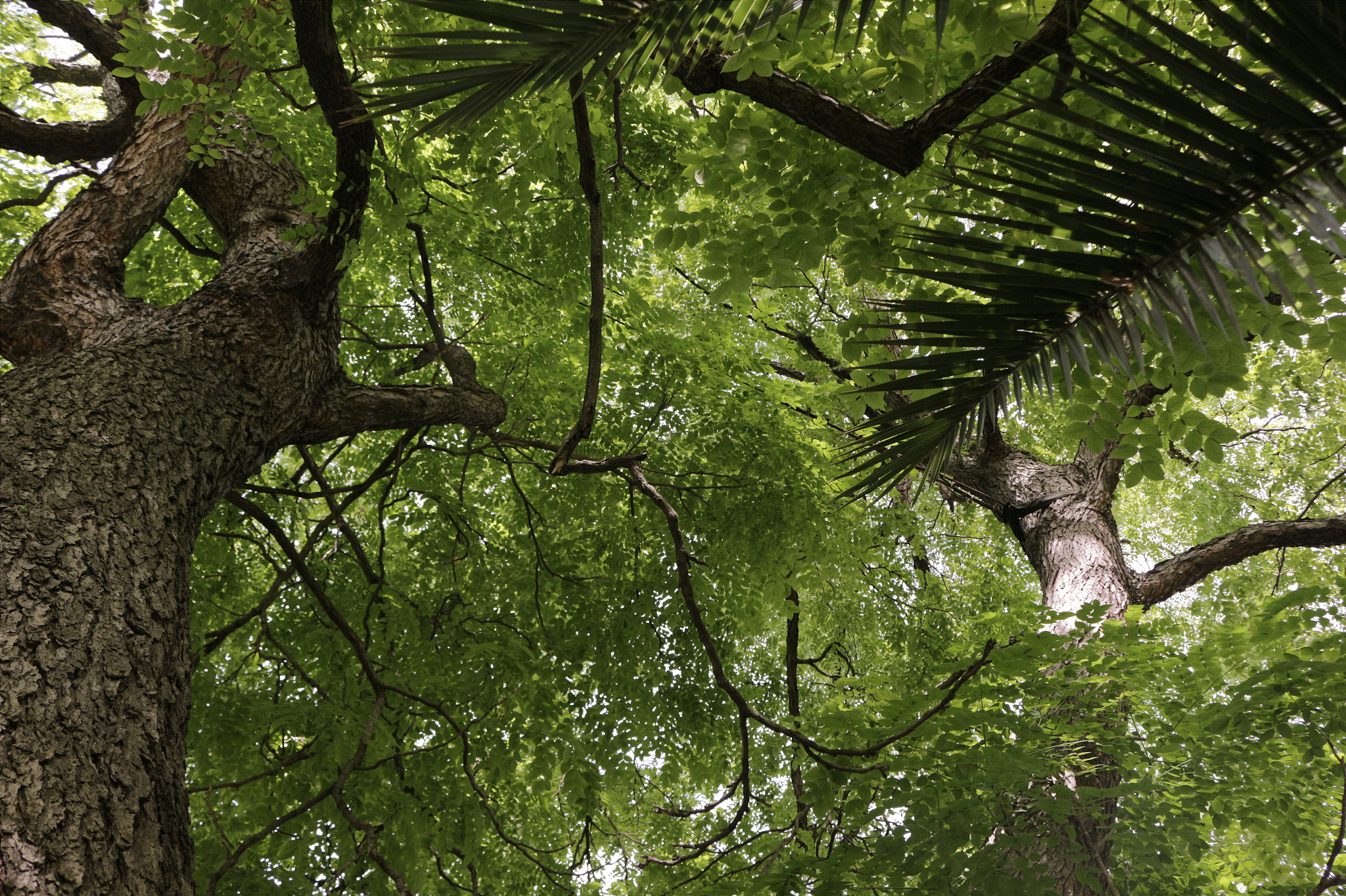 Canon EF 70-200mm F2.8L IS II USM sample photo. Treetops photography
