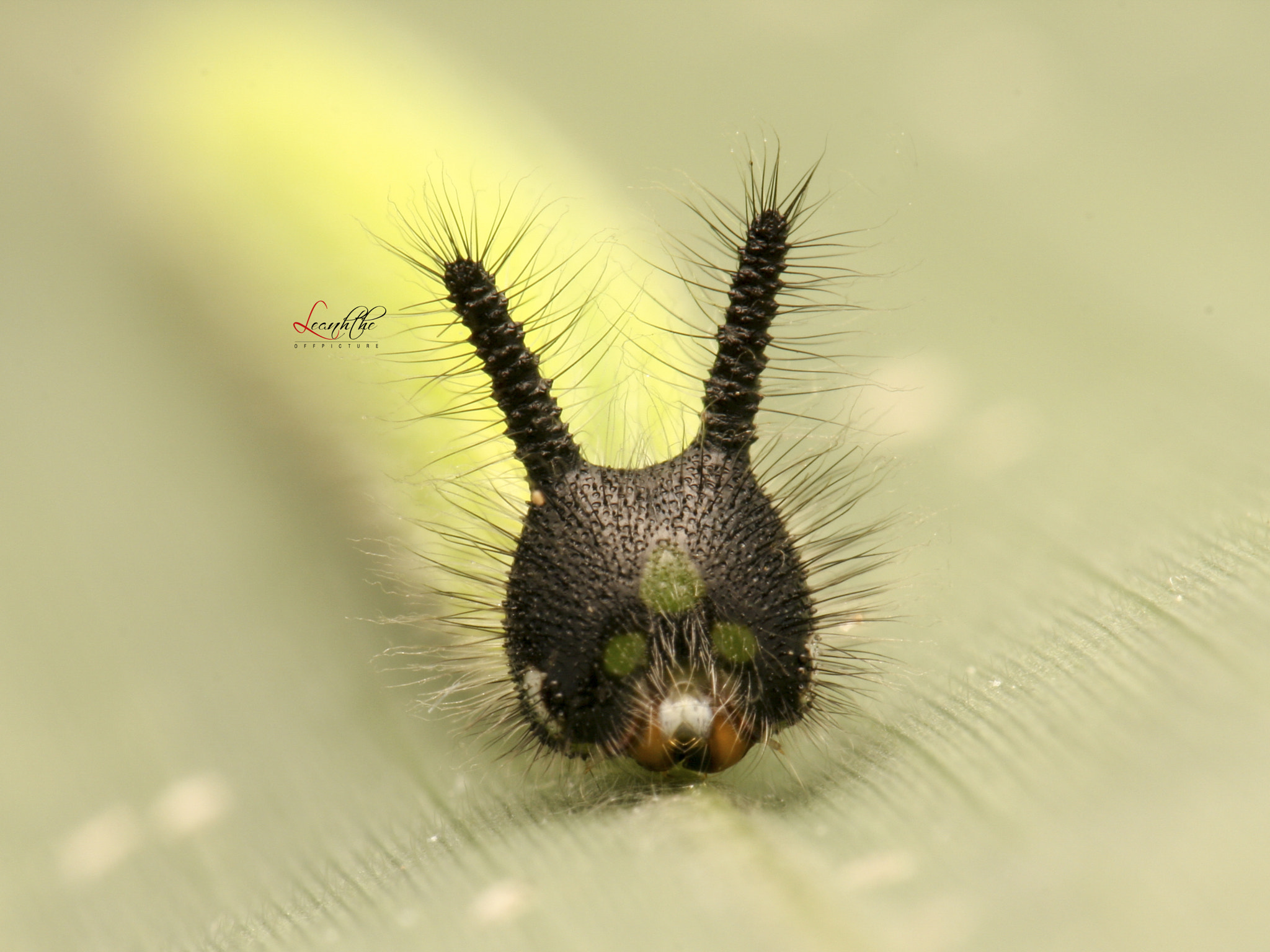 Canon EF 100mm F2.8L Macro IS USM sample photo. The face of a rabbit photography