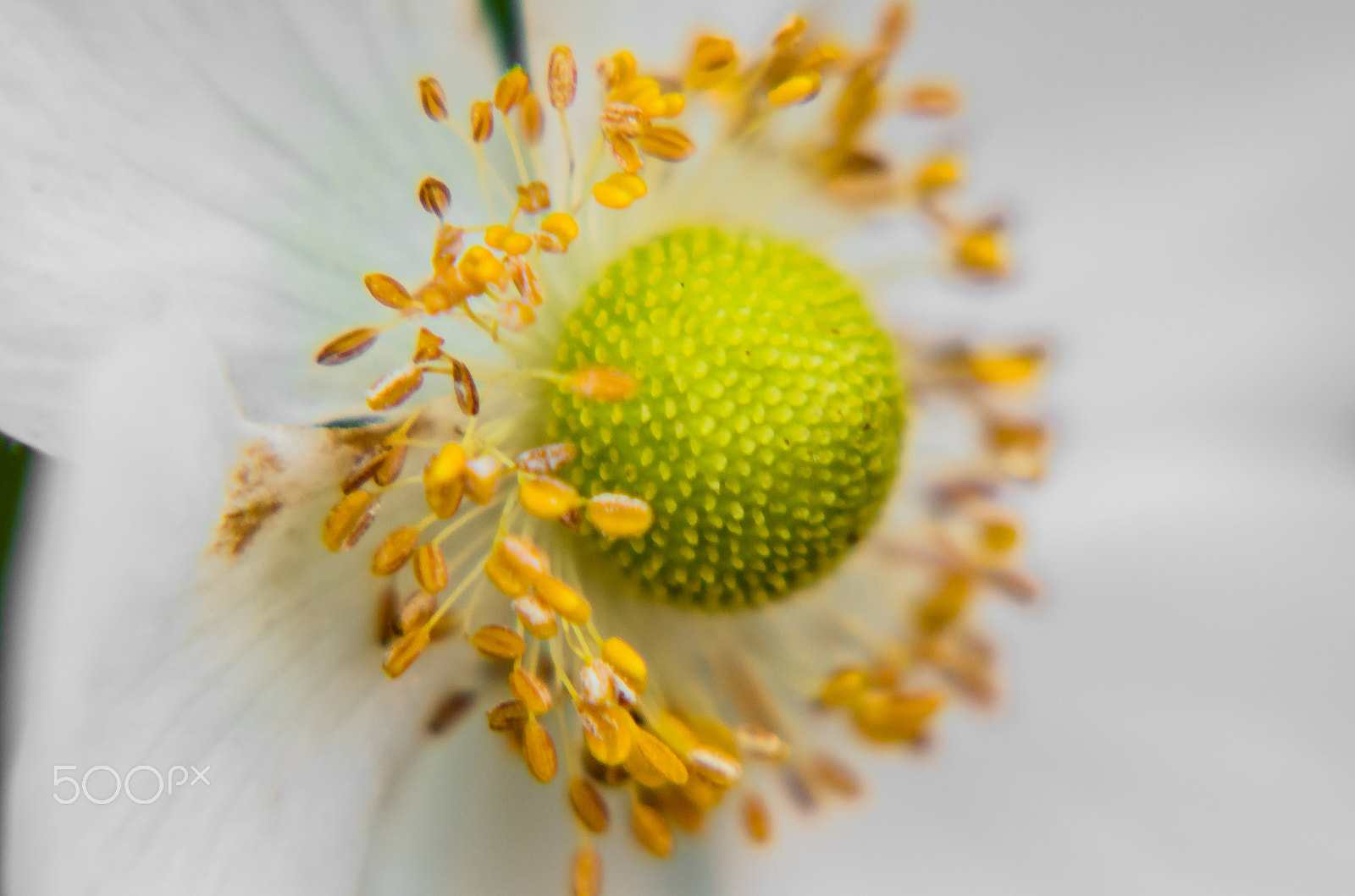 Pentax K-50 + Tamron AF 70-300mm F4-5.6 Di LD Macro sample photo. Chinese anemone  photography