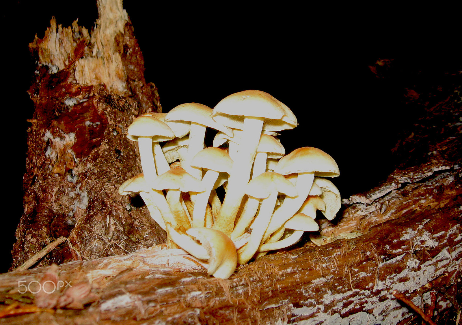 Canon POWERSHOT A520 sample photo. Night time mushrooms photography