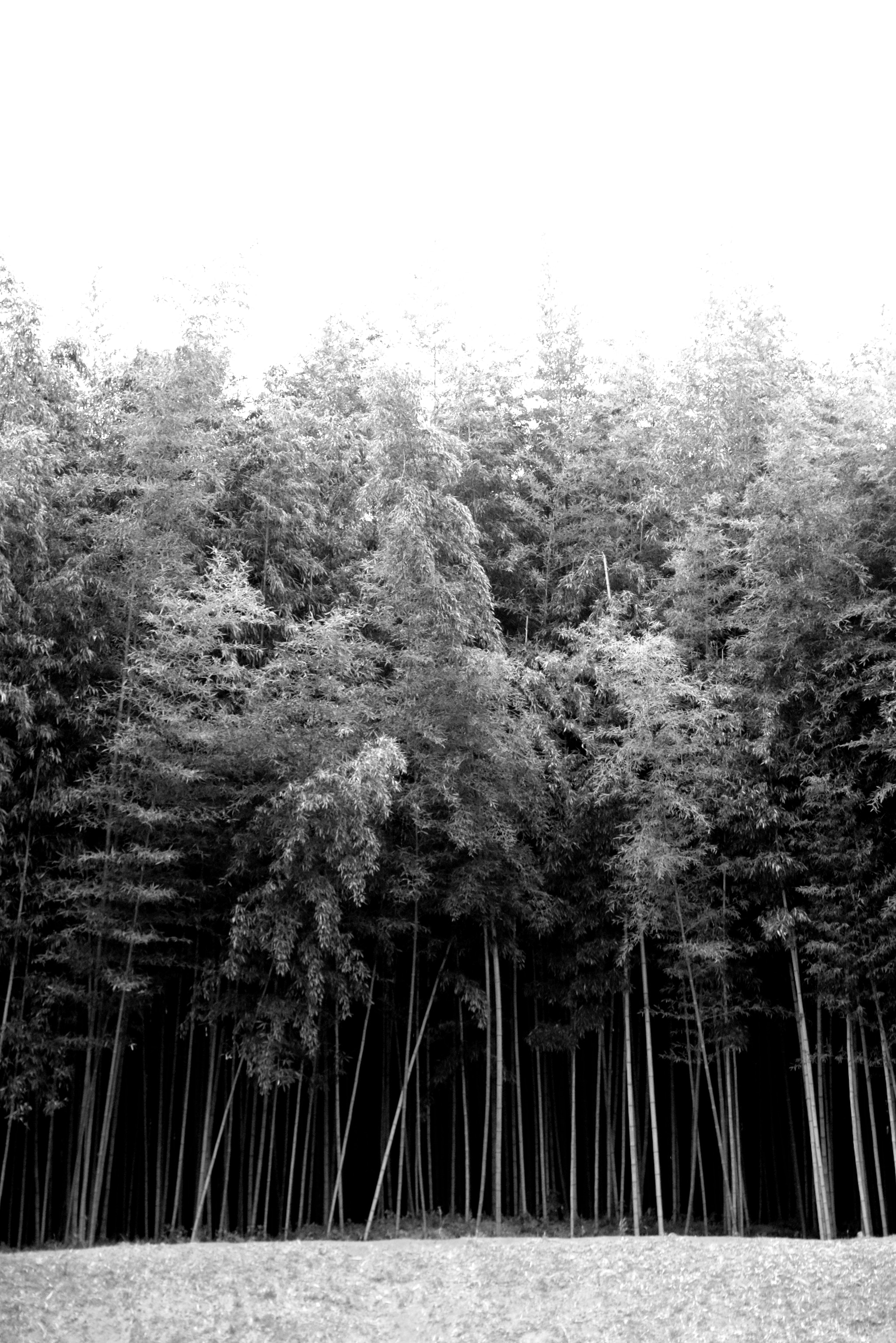 Pentax K-1 sample photo. Bamboo trees  photography