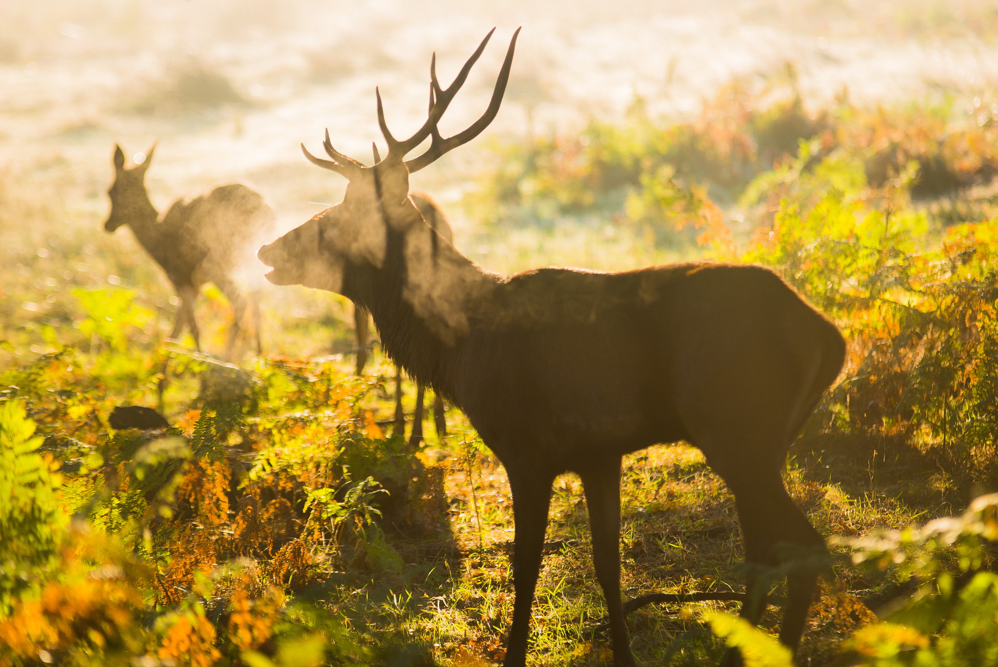 Nikon D600 + Sigma 70-200mm F2.8 EX DG OS HSM sample photo. Morning mist photography