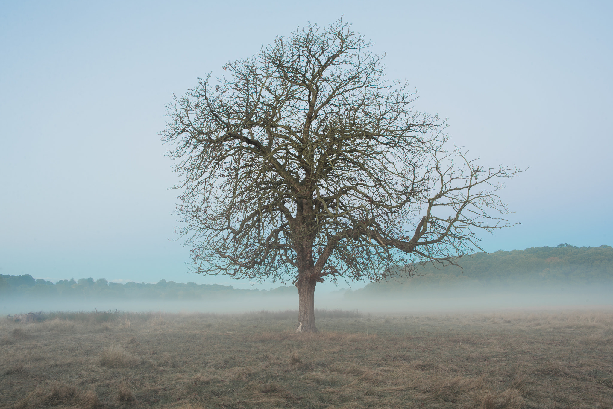 Nikon D600 + Nikon AF-S Nikkor 28mm F1.8G sample photo. Alone in a sea of mist photography