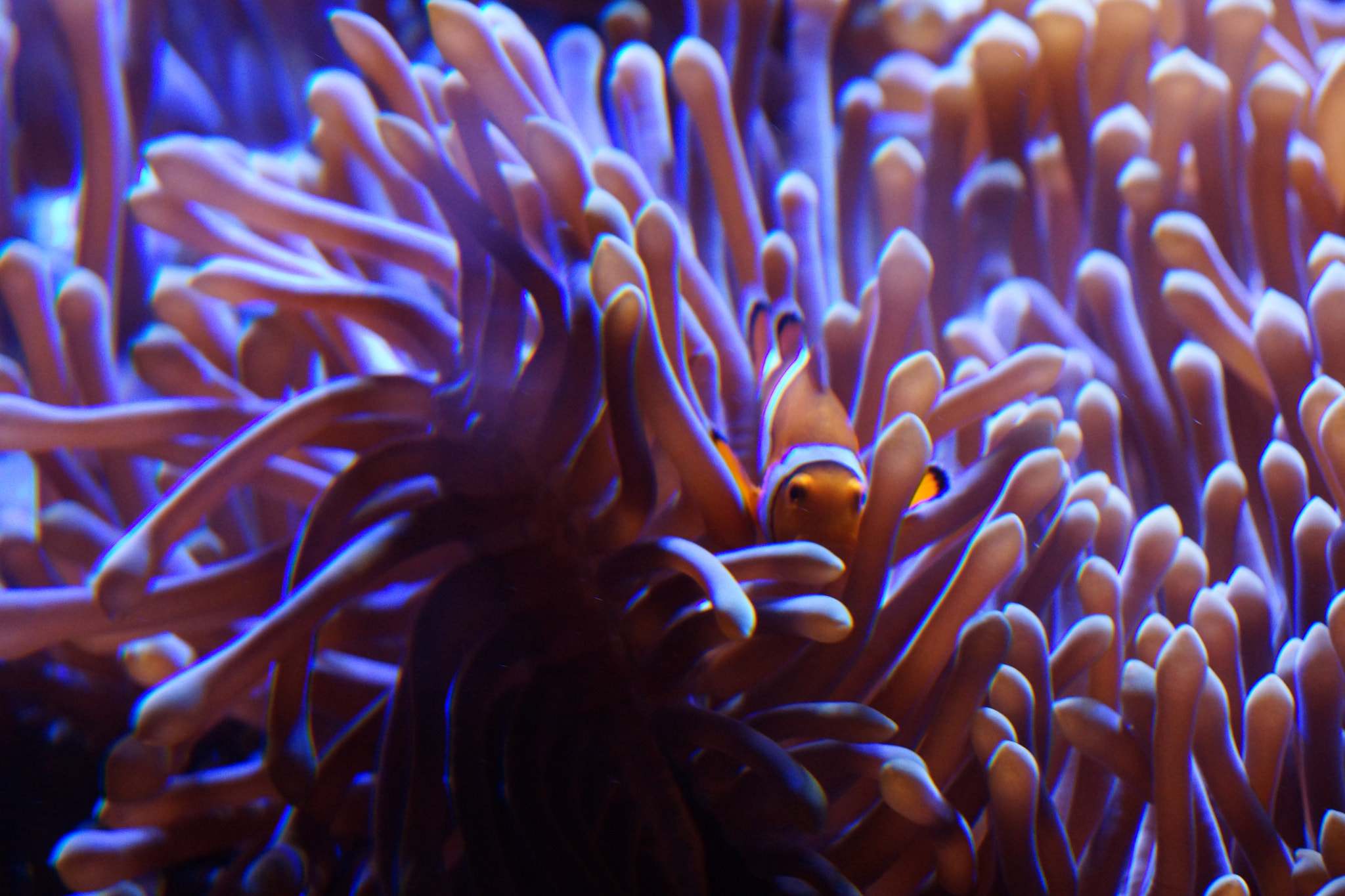 Sony SLT-A77 + Sony DT 18-55mm F3.5-5.6 SAM sample photo. Clownfish photography