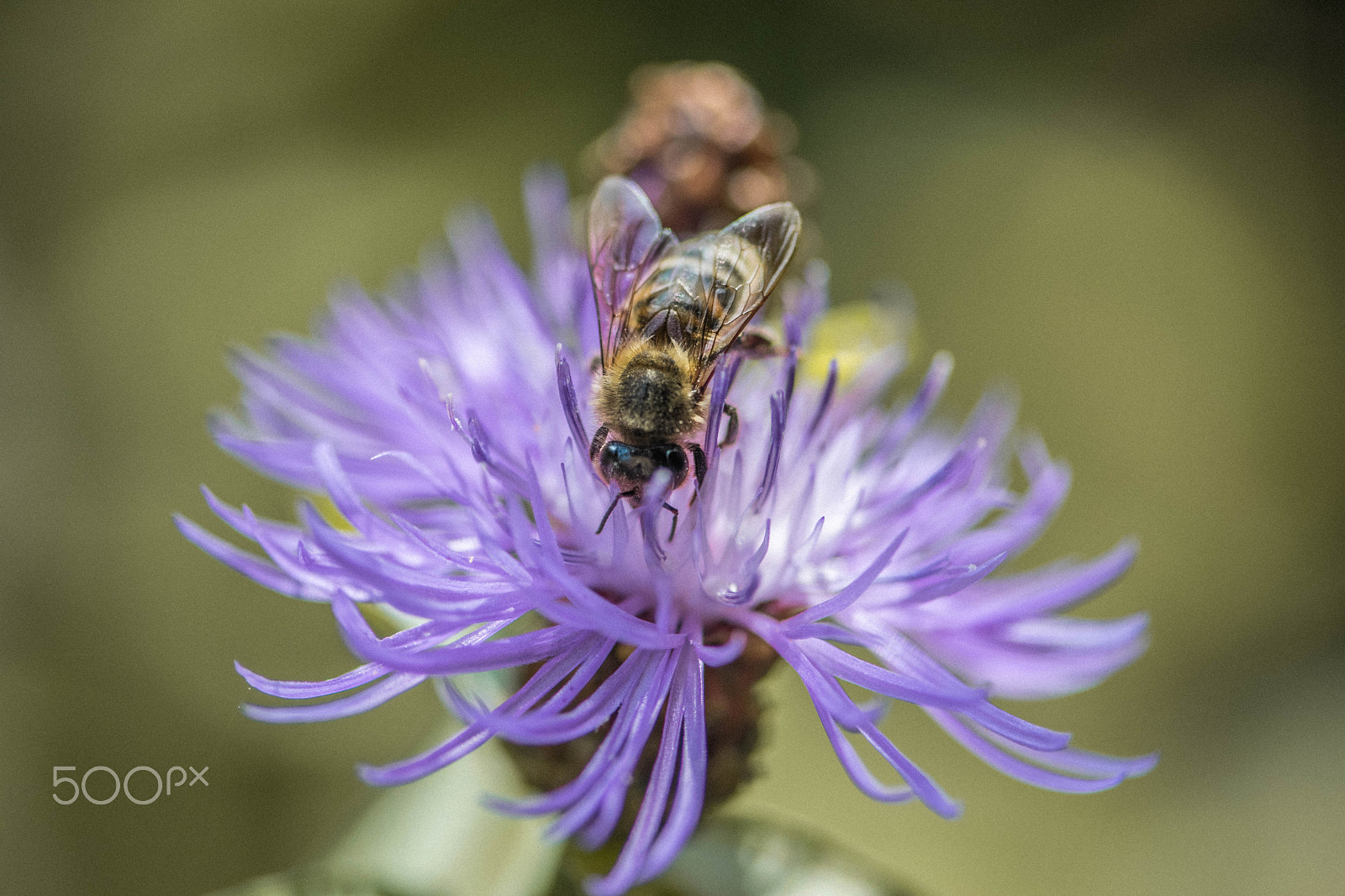 Nikon AF-S Micro-Nikkor 105mm F2.8G IF-ED VR sample photo. Dive in photography