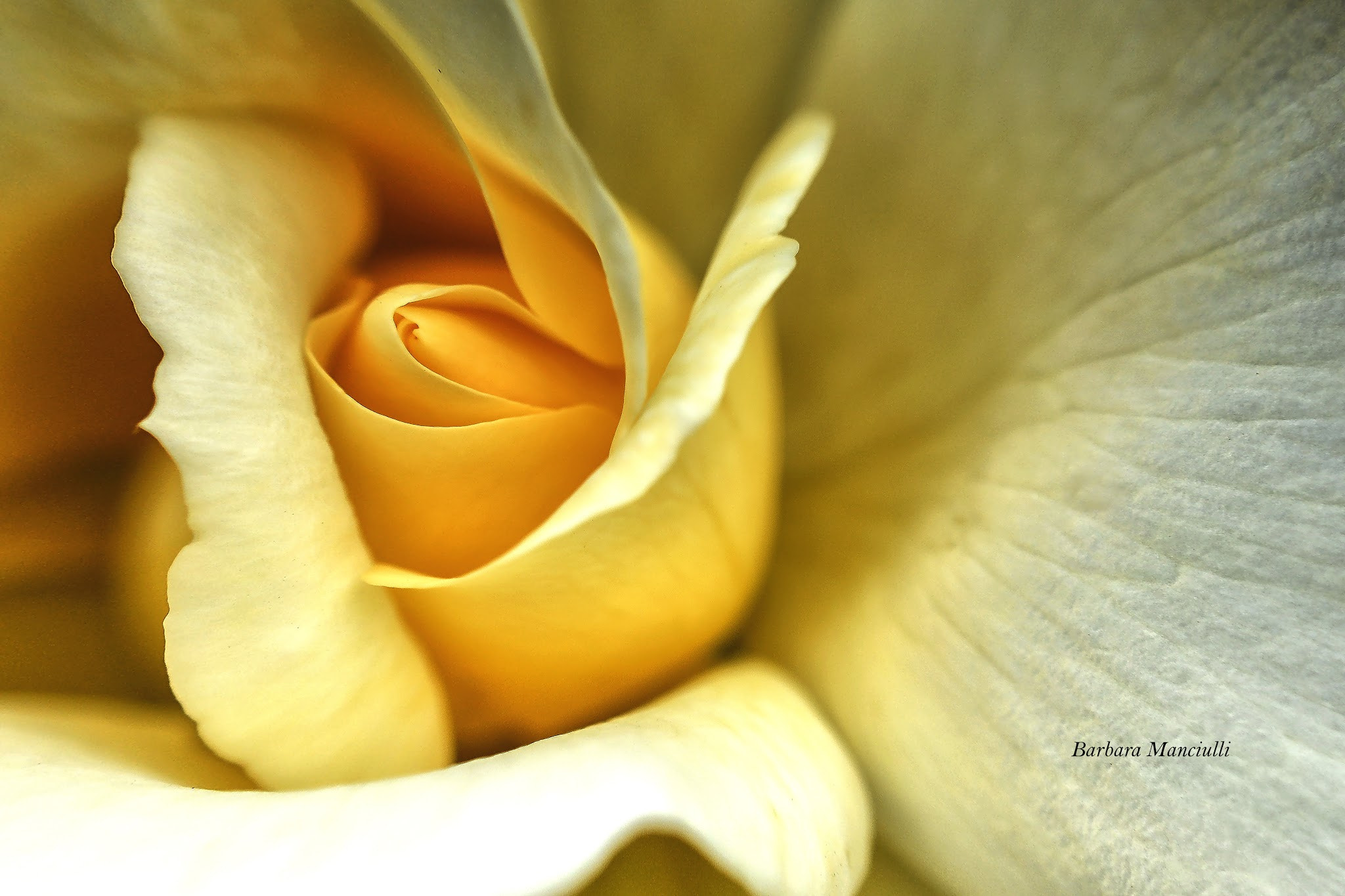 Sigma 150mm F2.8 EX DG OS Macro HSM sample photo. La regina gialla  photography