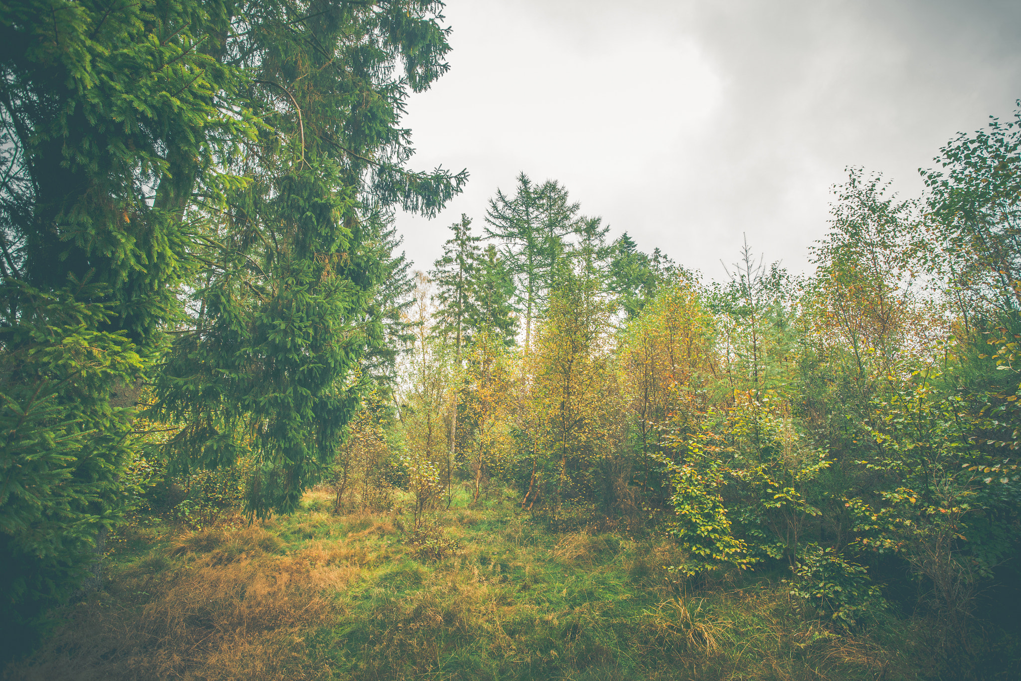 Sony Alpha DSLR-A900 + Sony Vario-Sonnar T* 16-35mm F2.8 ZA SSM sample photo. Forest scenery with colorful trees photography