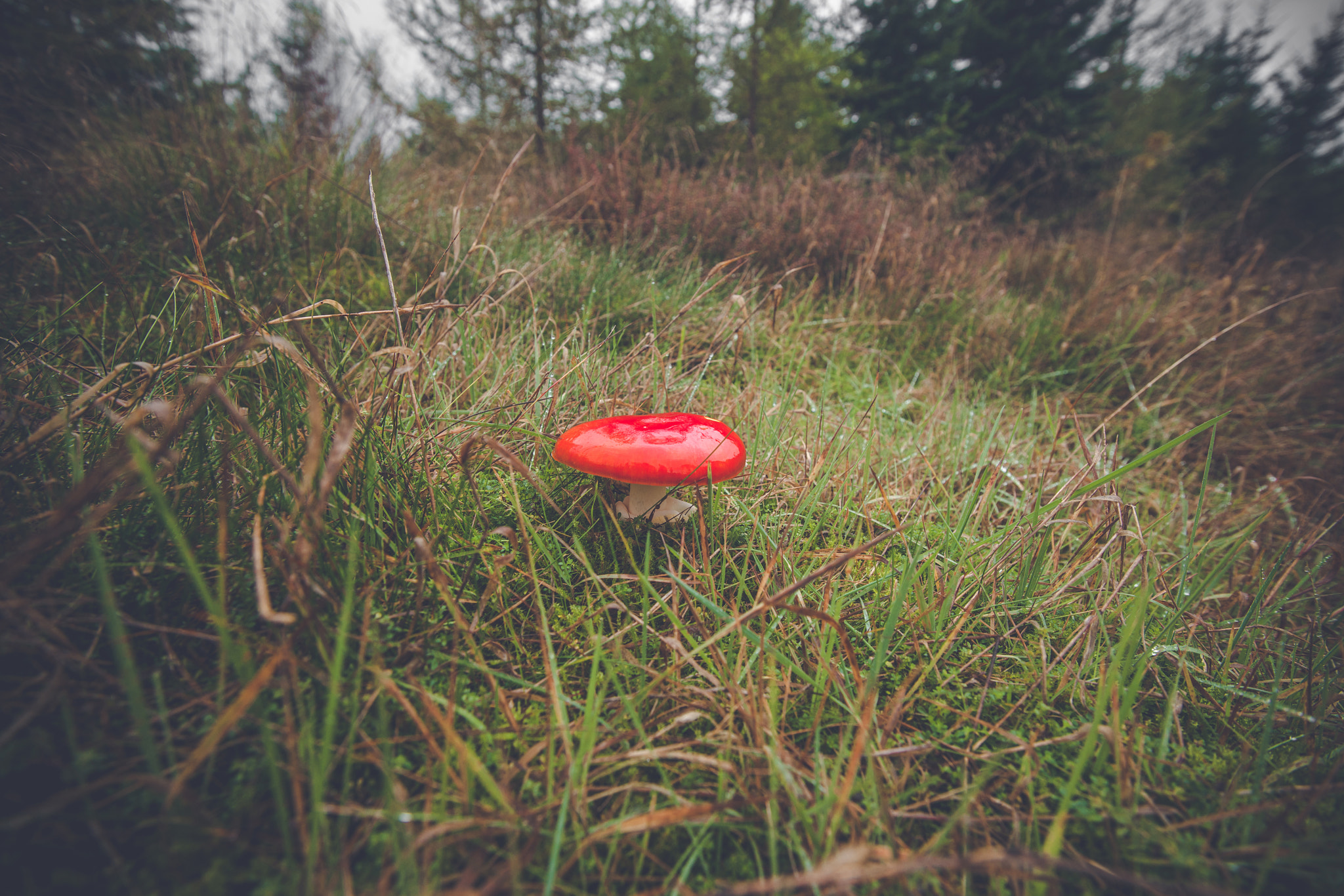Sony Alpha DSLR-A900 + Sony Vario-Sonnar T* 16-35mm F2.8 ZA SSM sample photo. Amanita muscaria mushroom in green grass photography
