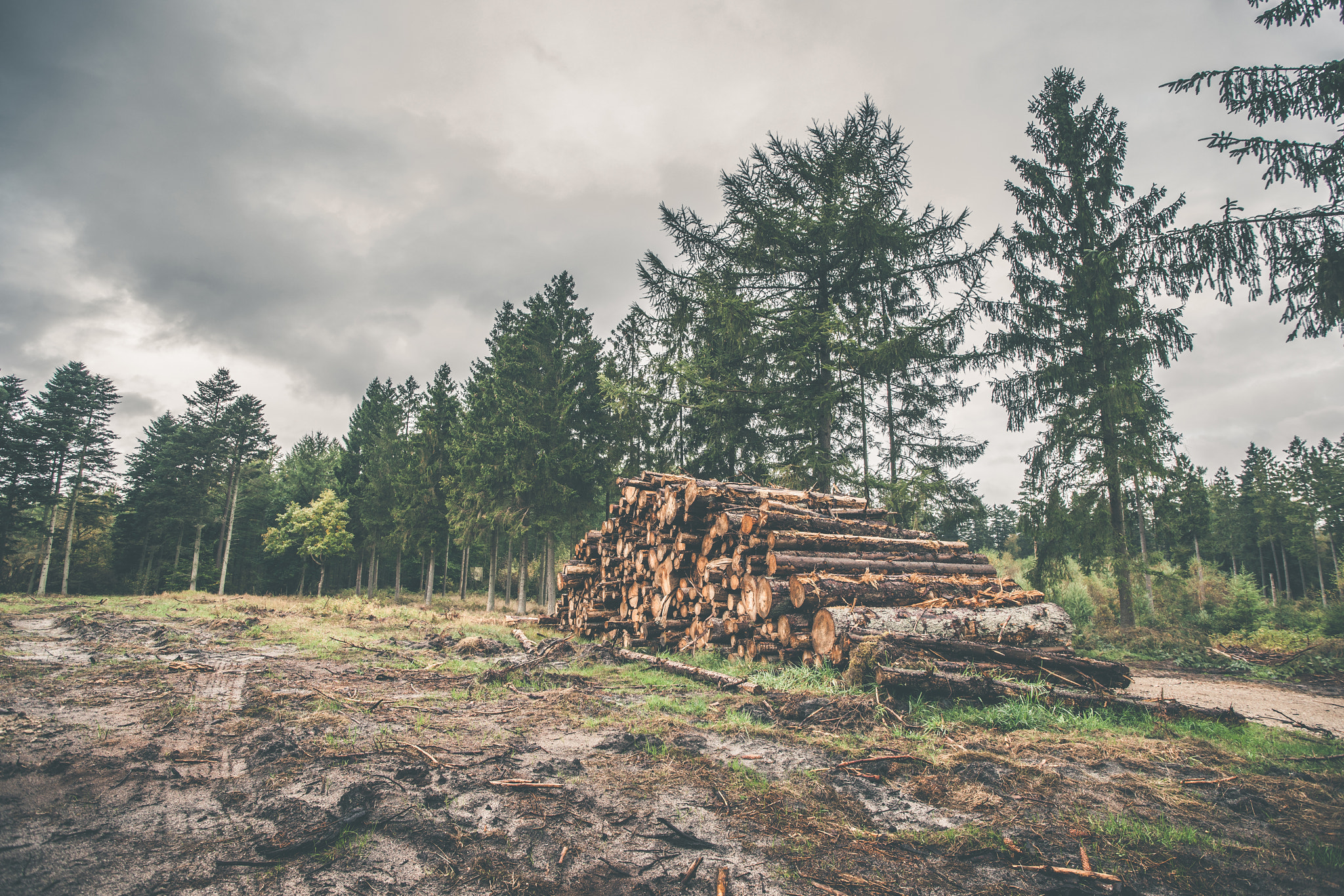 Sony Alpha DSLR-A900 + Sony Vario-Sonnar T* 16-35mm F2.8 ZA SSM sample photo. Stacked wood in a pine forest photography
