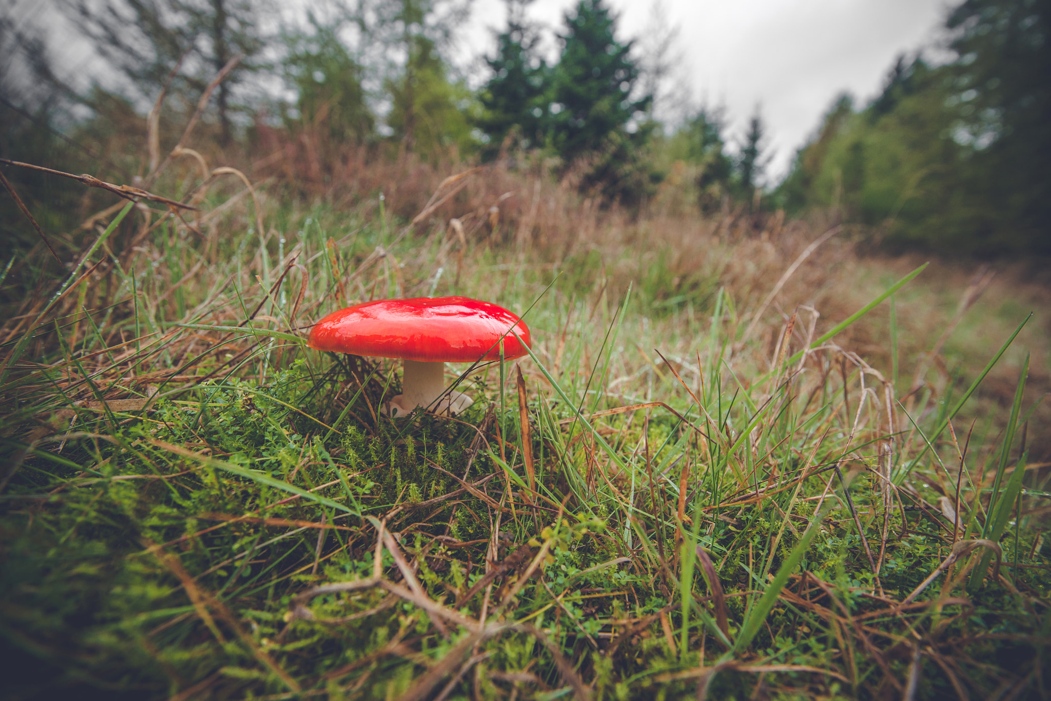 Sony Alpha DSLR-A900 + Sony Vario-Sonnar T* 16-35mm F2.8 ZA SSM sample photo. Red mushroom in the fall photography