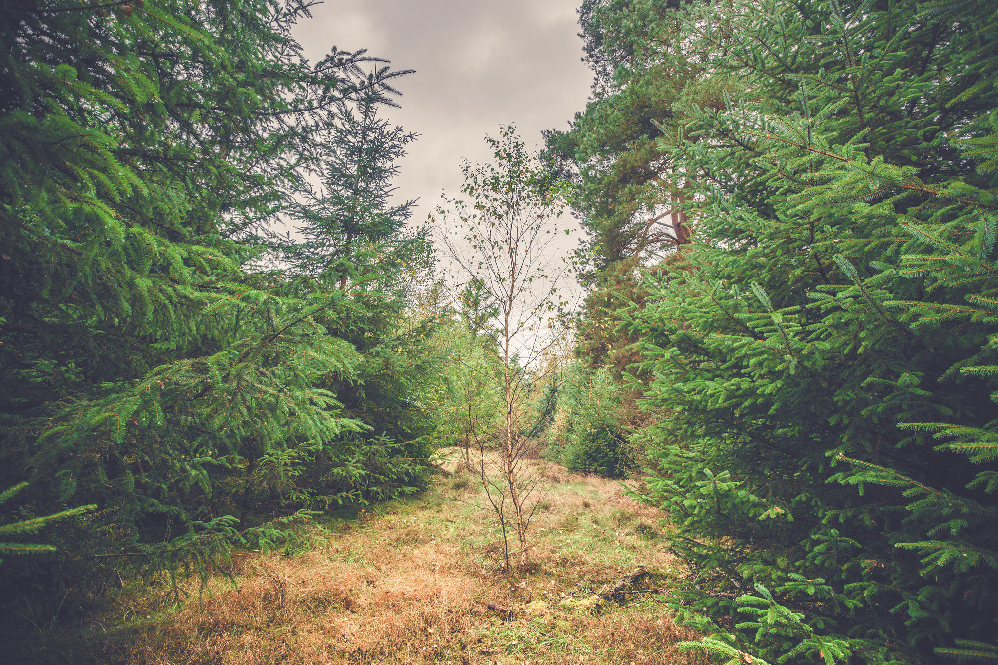 Sony Alpha DSLR-A900 + Sony Vario-Sonnar T* 16-35mm F2.8 ZA SSM sample photo. Single birch tree in a forest with pine trees photography