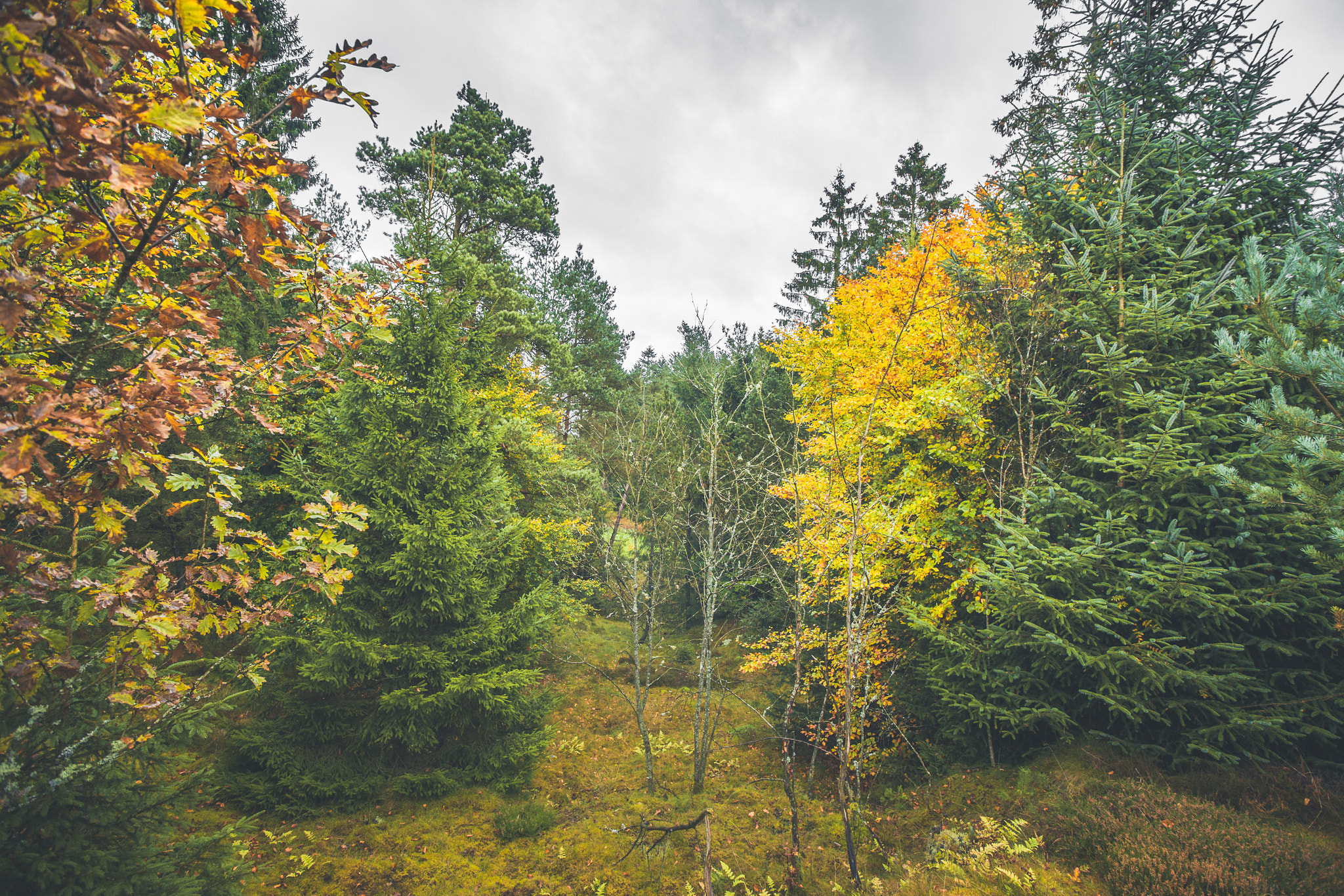 Sony Alpha DSLR-A900 + Sony Vario-Sonnar T* 16-35mm F2.8 ZA SSM sample photo. Autumn colors in a forest with pine trees photography