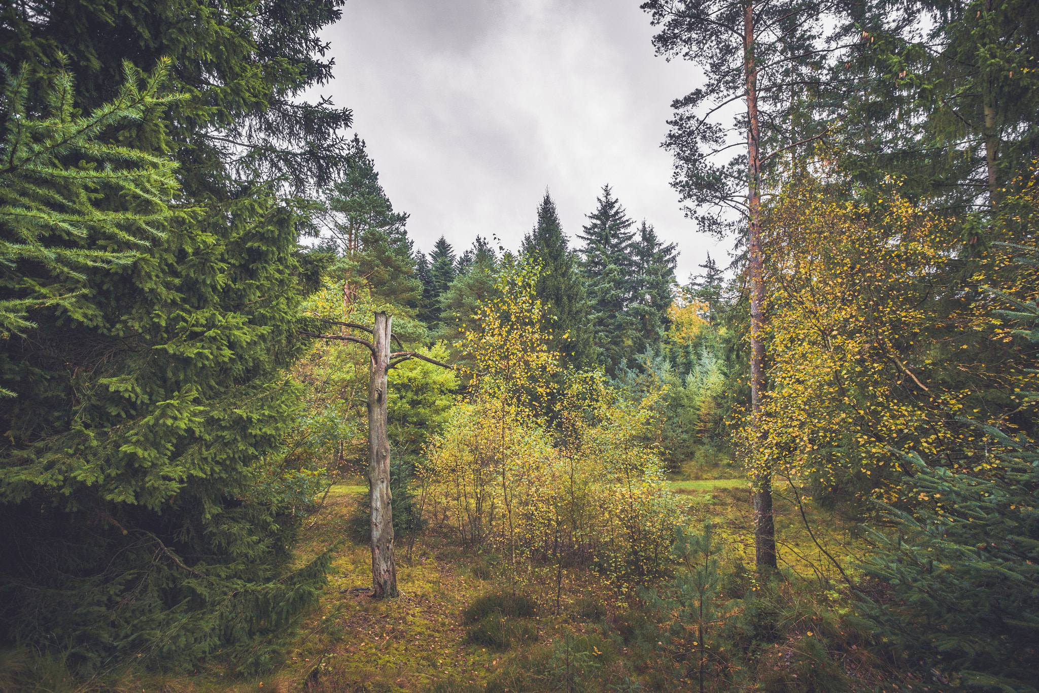 Sony Alpha DSLR-A900 + Sony Vario-Sonnar T* 16-35mm F2.8 ZA SSM sample photo. Barenaked tree in a forest with colorful trees photography