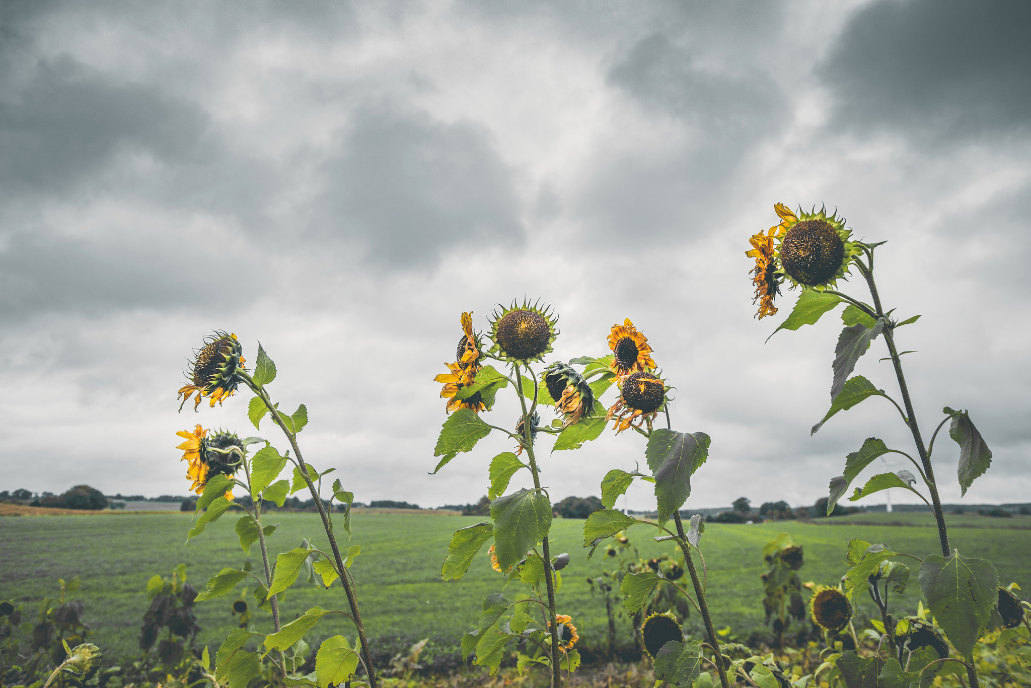Sony Alpha DSLR-A900 + Sony Vario-Sonnar T* 16-35mm F2.8 ZA SSM sample photo. Withered sunflowers in cloudy weather photography