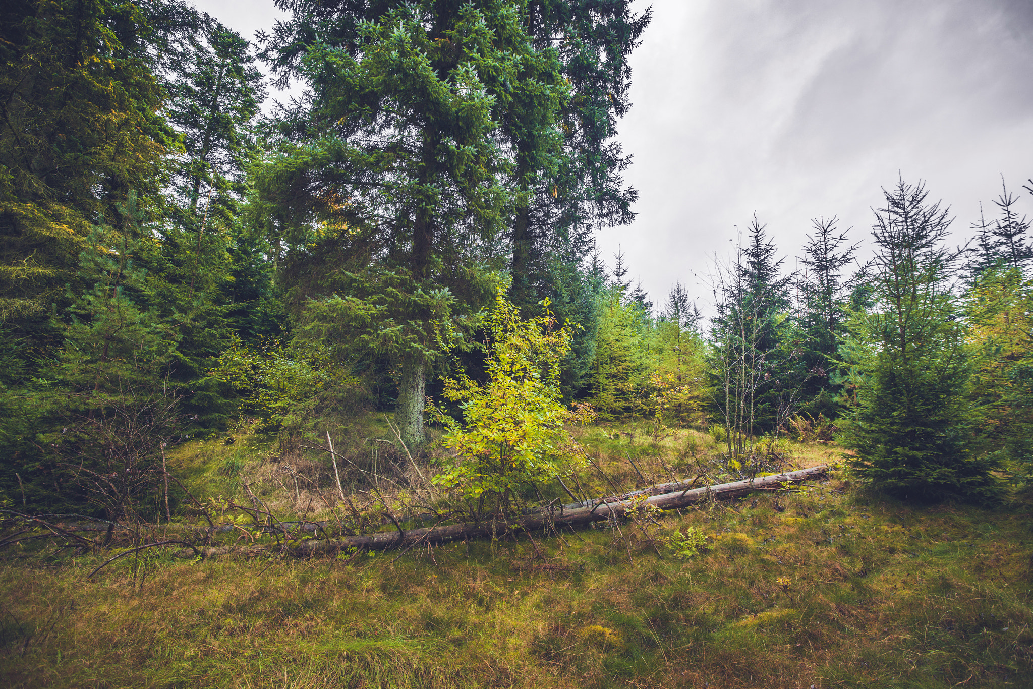 Sony Alpha DSLR-A900 + Sony Vario-Sonnar T* 16-35mm F2.8 ZA SSM sample photo. Fallen trees in a pine forest photography