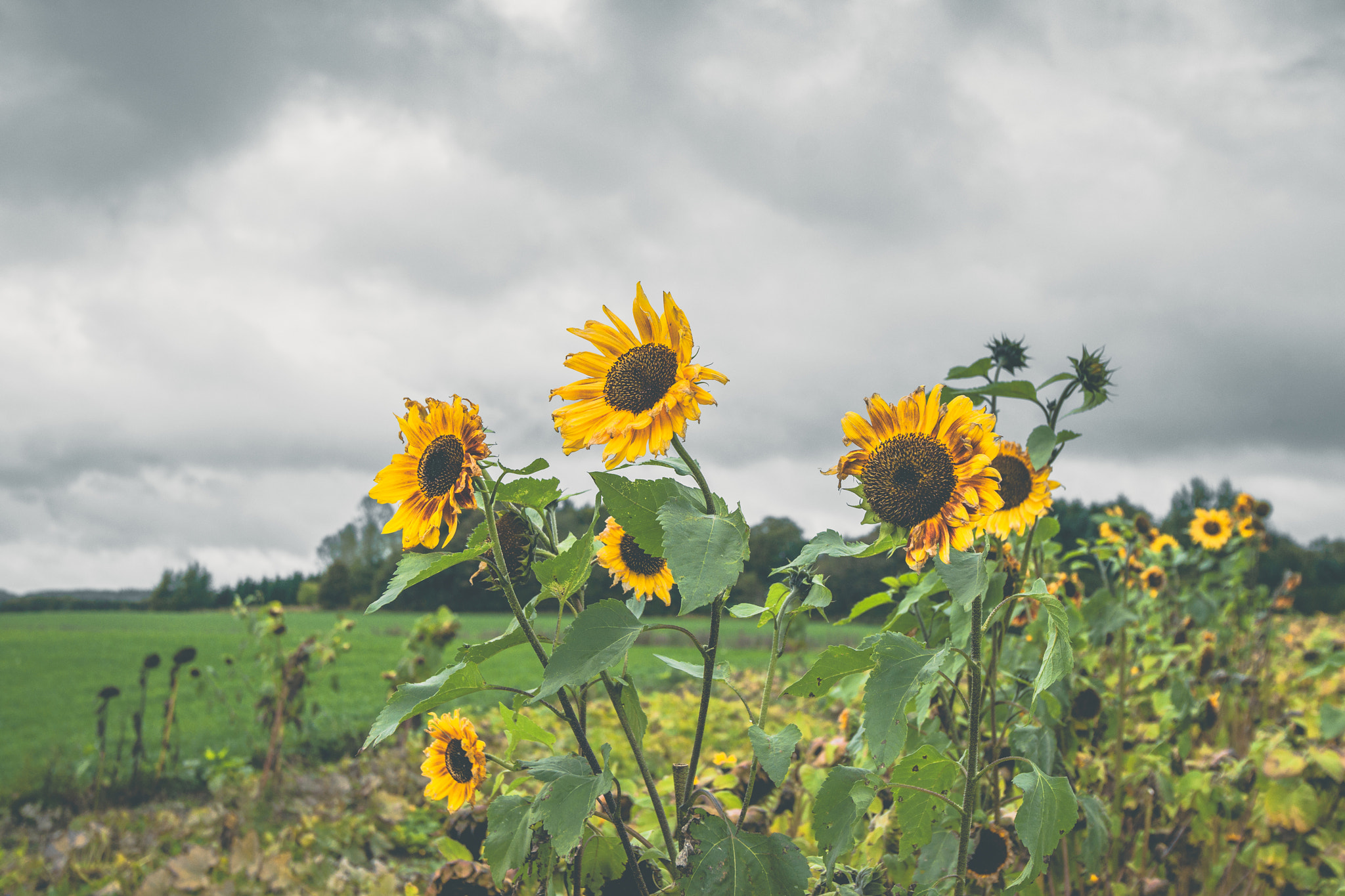 Sony Alpha DSLR-A900 + Sony Vario-Sonnar T* 16-35mm F2.8 ZA SSM sample photo. Sunflowers on a field in cloudy weather photography