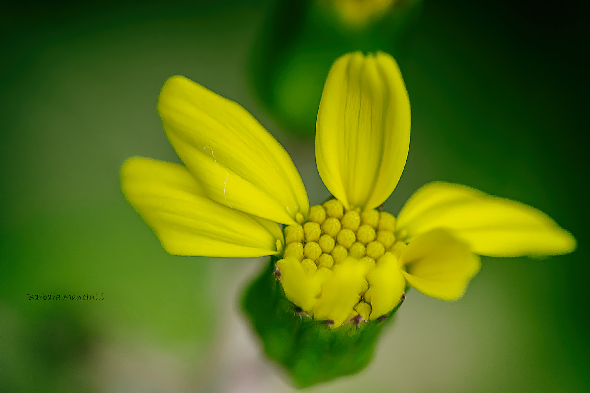 Sigma 150mm F2.8 EX DG OS Macro HSM sample photo. Piccolo e giallo photography