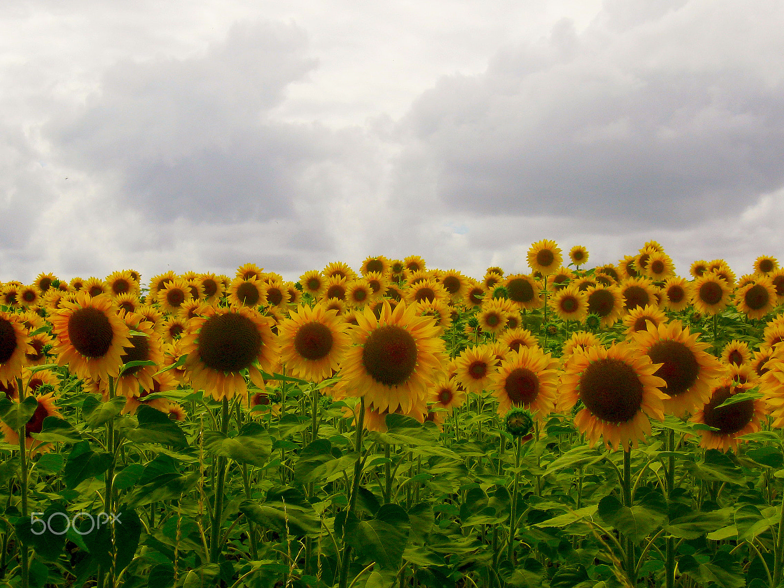 Canon POWERSHOT A520 sample photo. Sunflowers photography