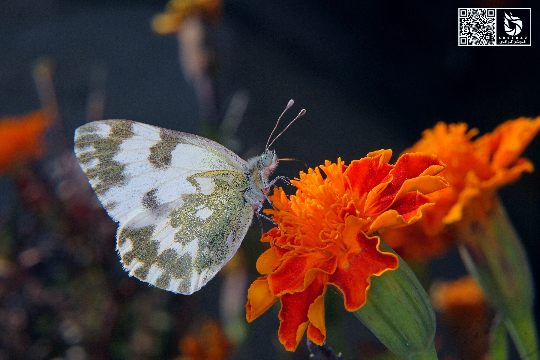 Canon EOS 60D + Tamron SP AF 90mm F2.8 Di Macro sample photo. Img photography