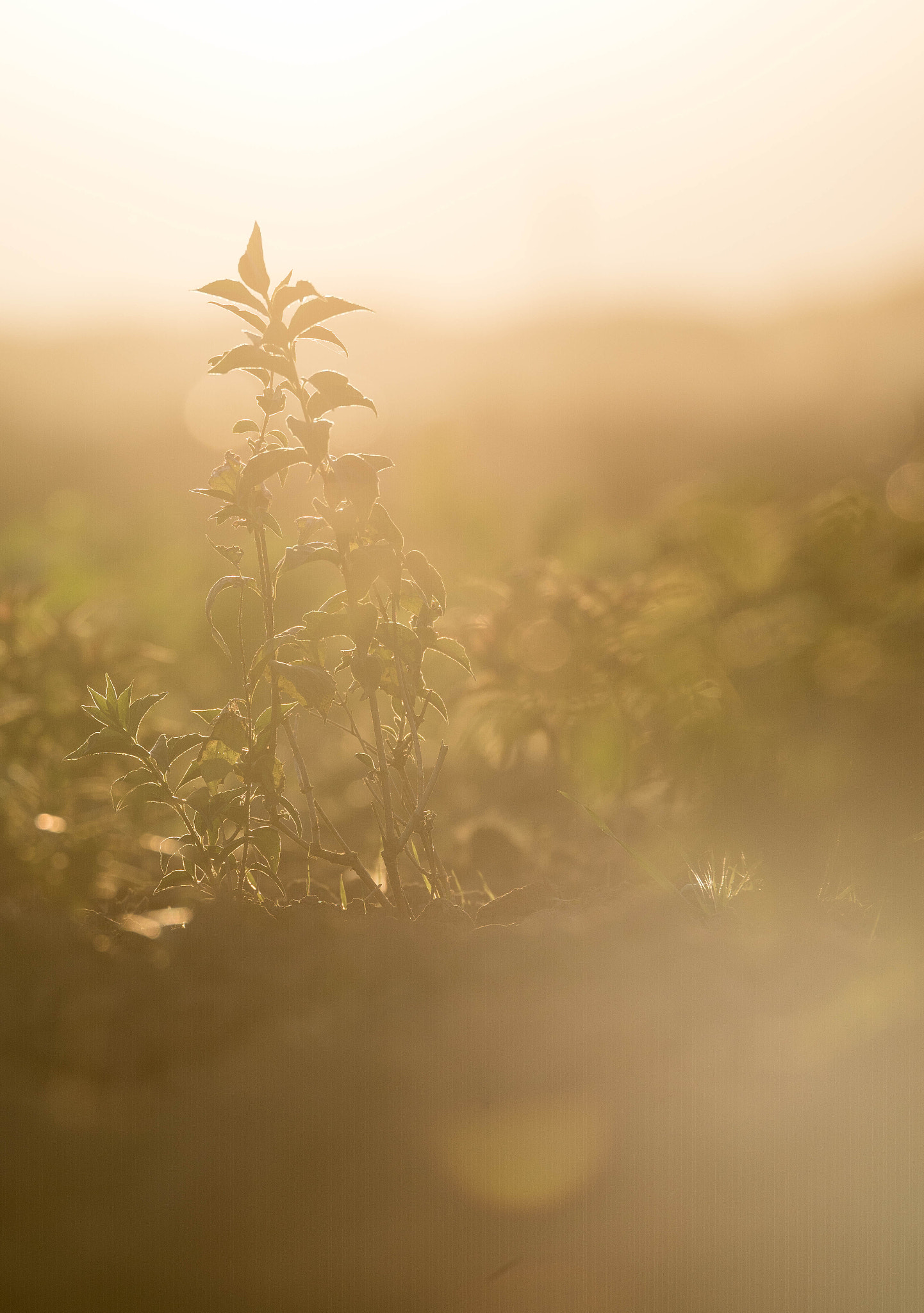 Tamron SP 70-200mm F2.8 Di VC USD sample photo. Sunnflairy flower photography