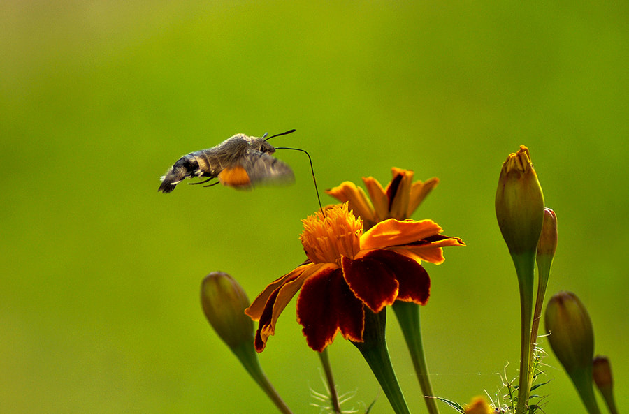 Nikon D5000 sample photo. Hawk moth photography
