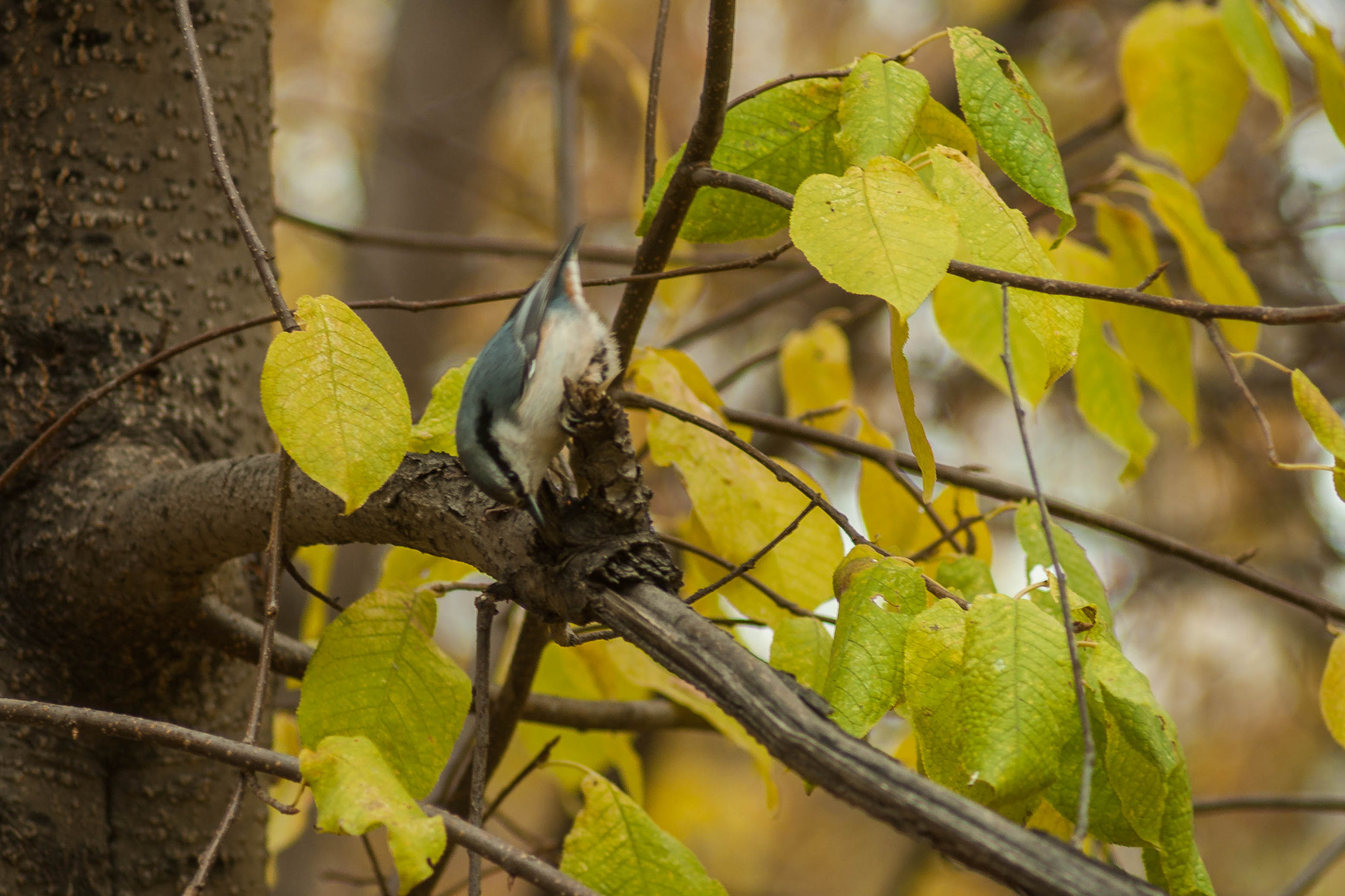 Canon EF 35-80mm f/4-5.6 sample photo. Sitta europaea photography