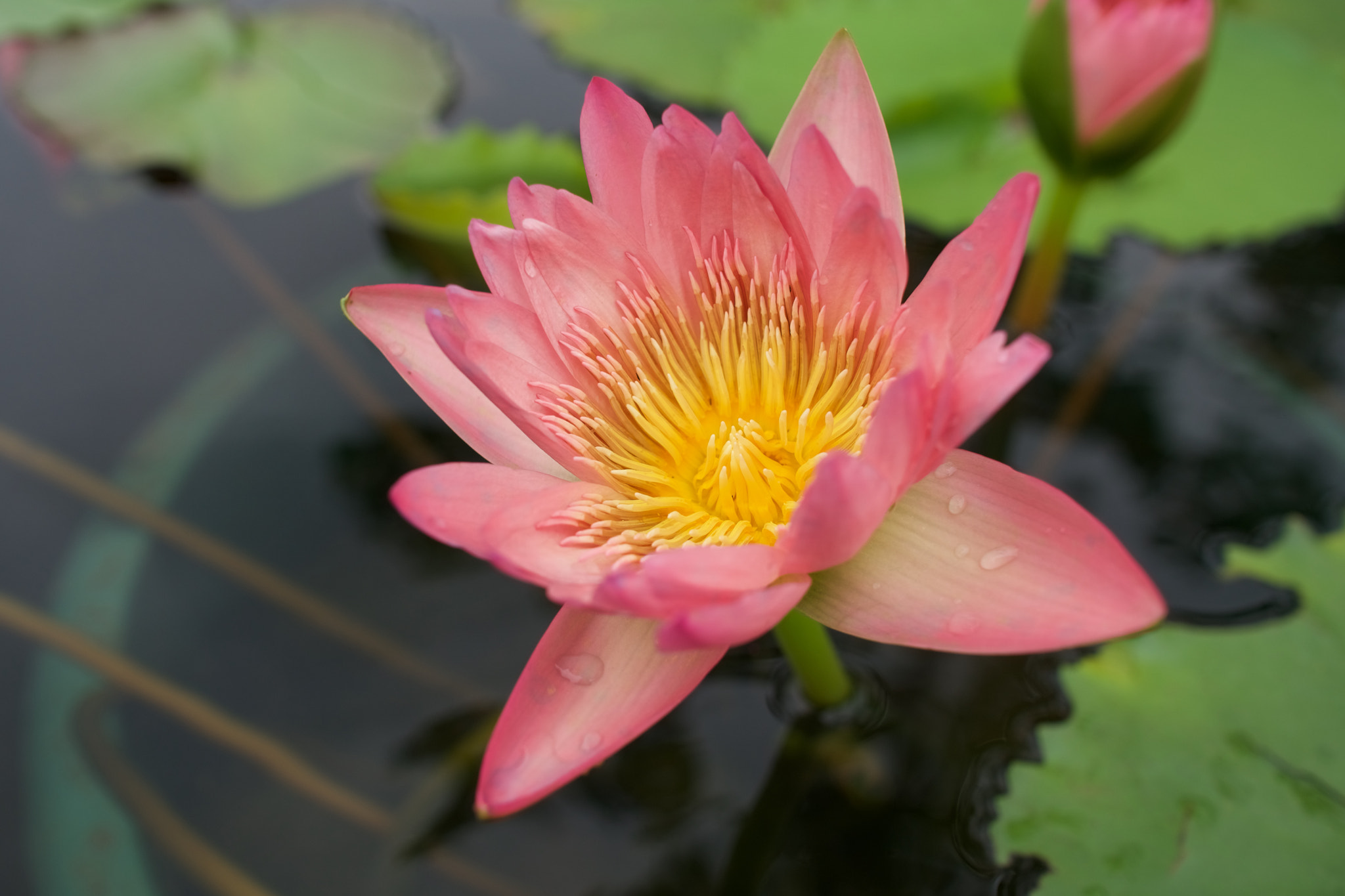 Sony a6300 + Sony Sonnar T* E 24mm F1.8 ZA sample photo. Dsc photography